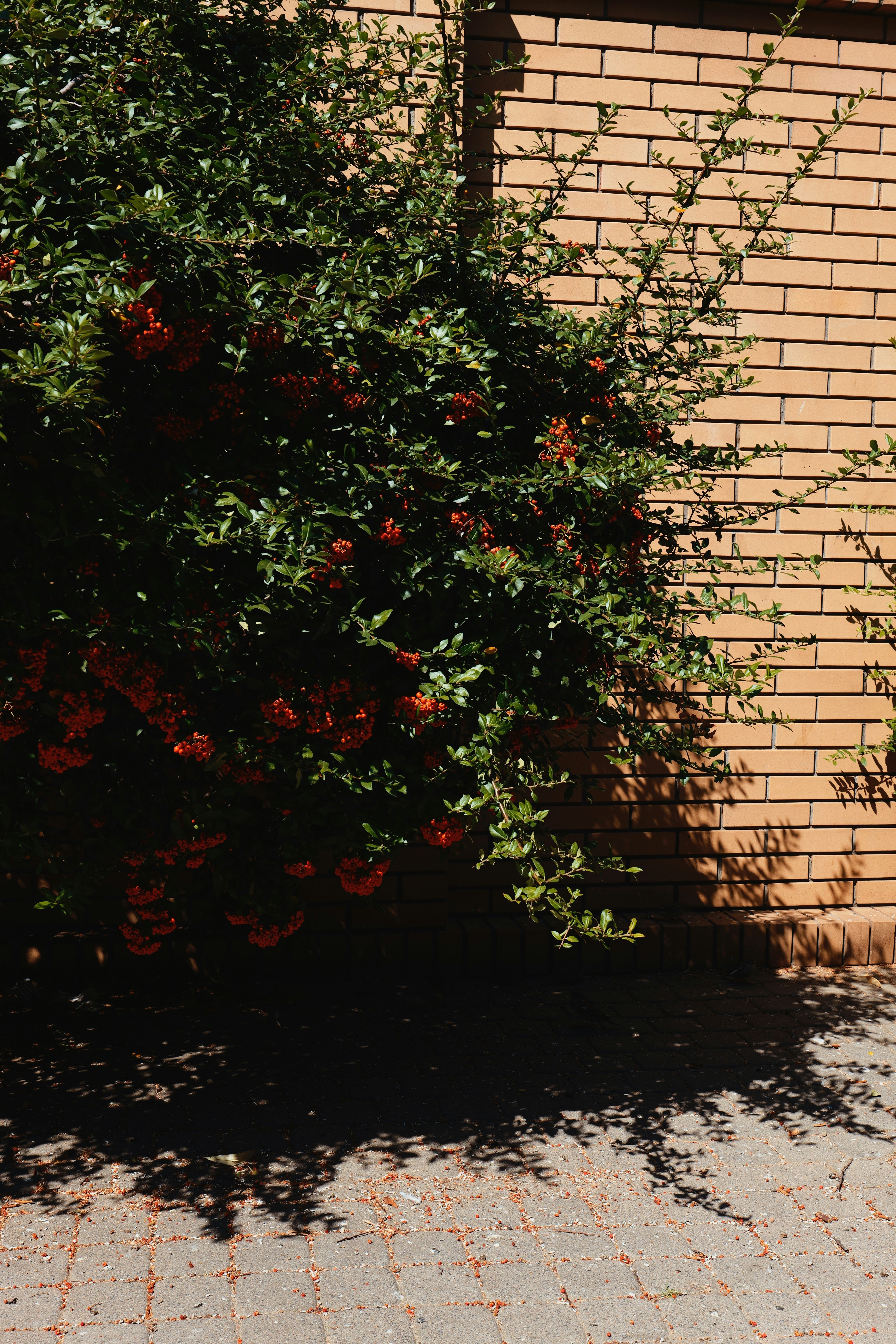 Buisson vert avec des baies rouges contre mur de briques