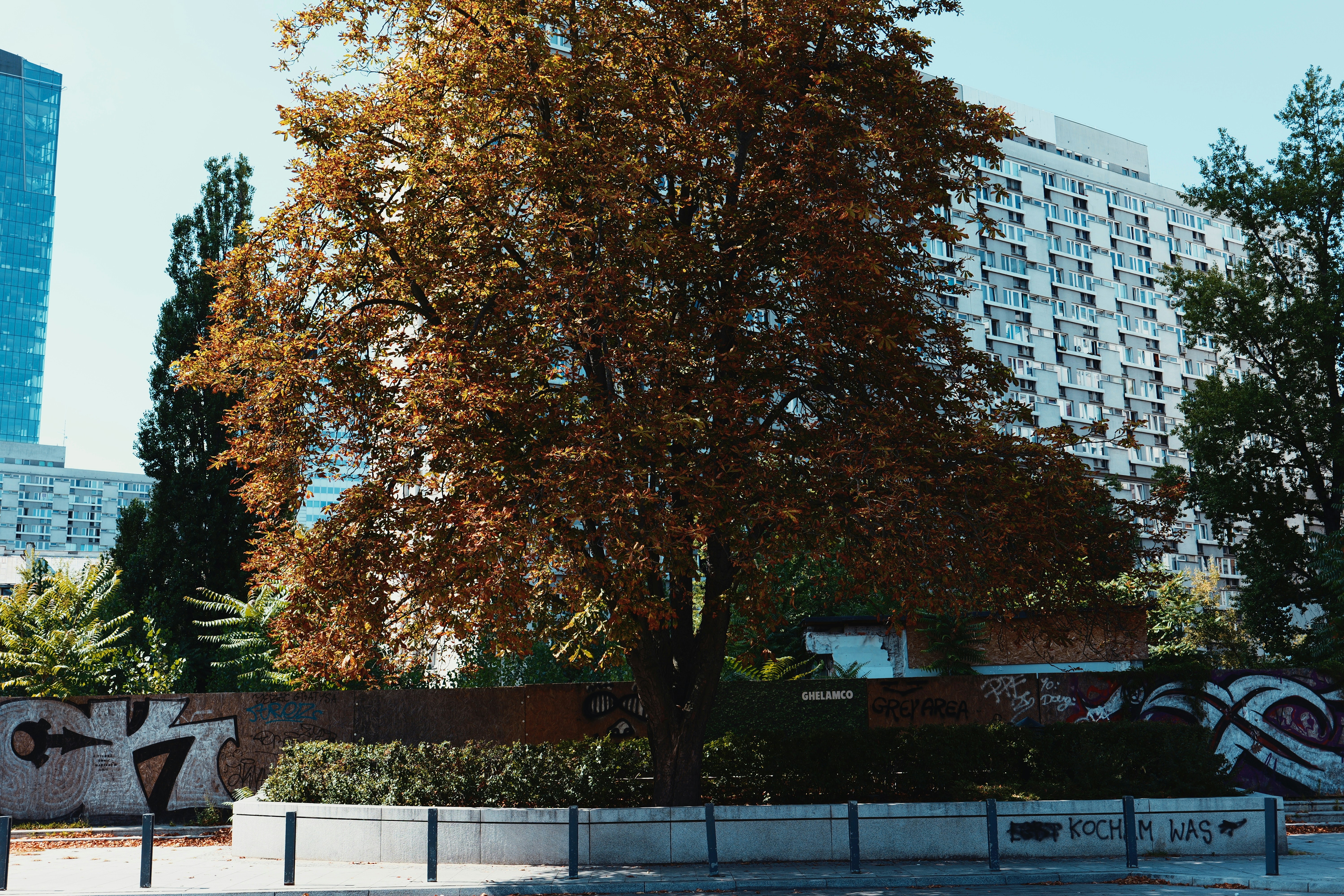 Arbre devant un grand bâtiment avec des graffitis
