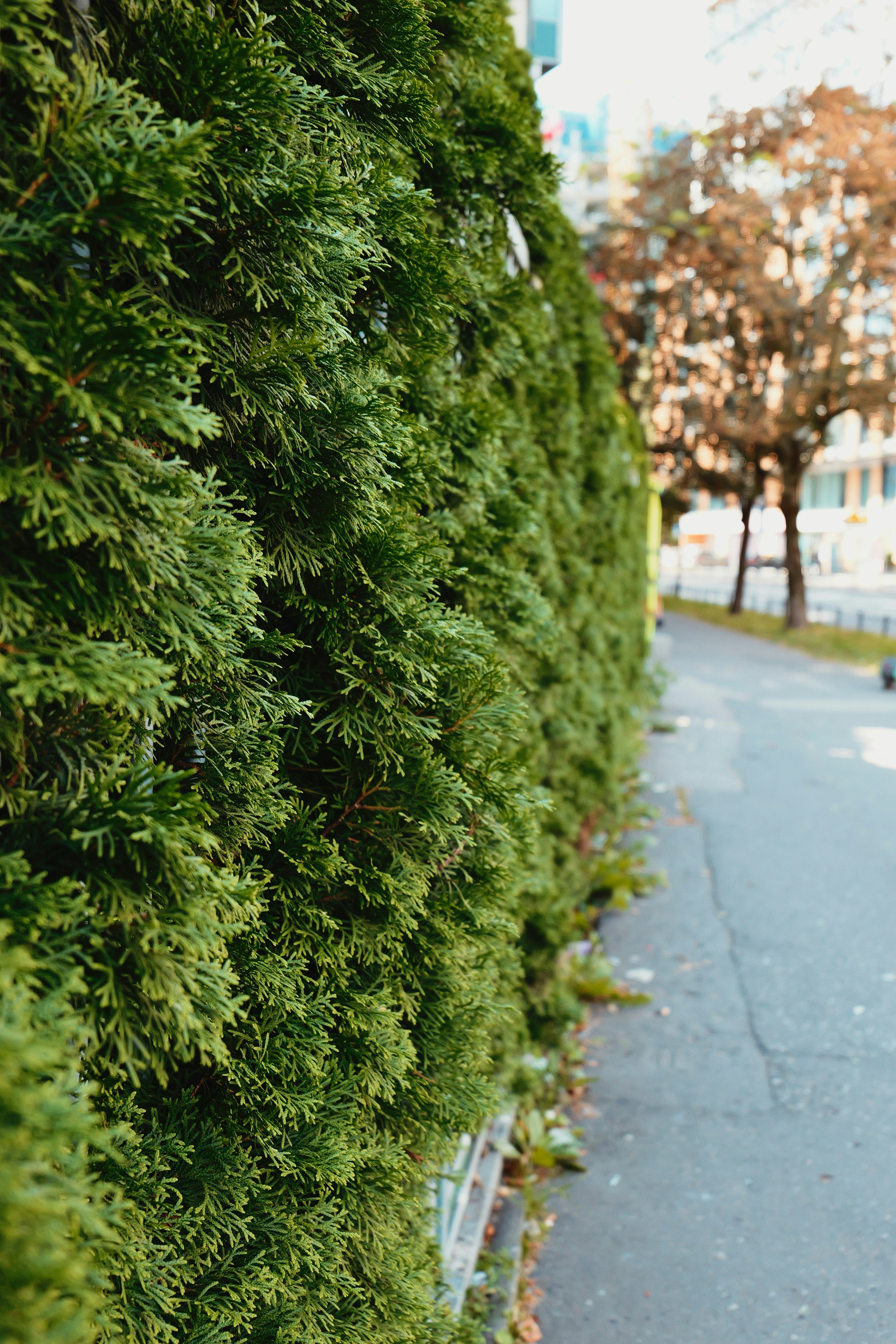 Haie verte le long d’un trottoir arboré.