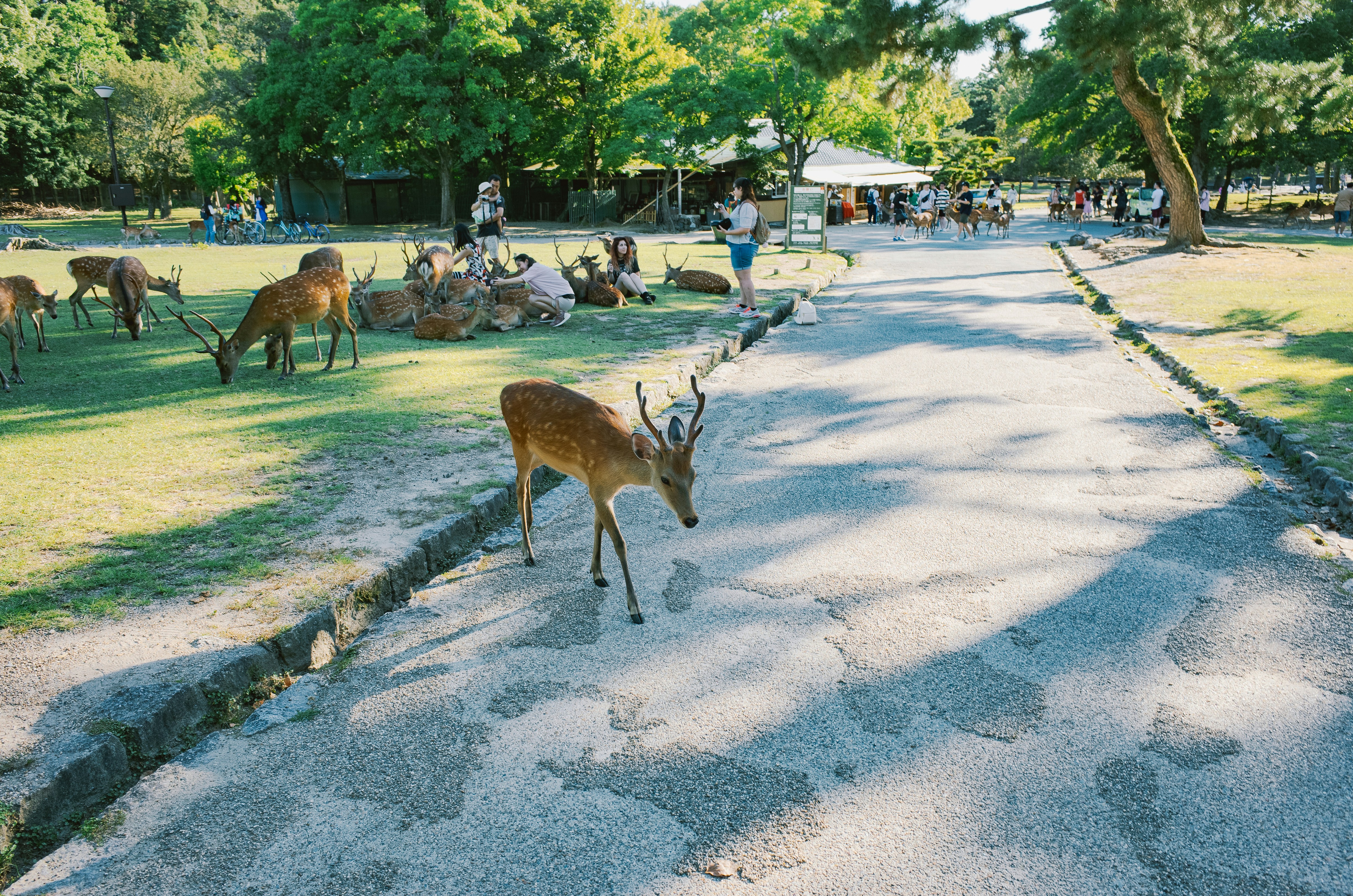 Deer grazing and walking on a park path