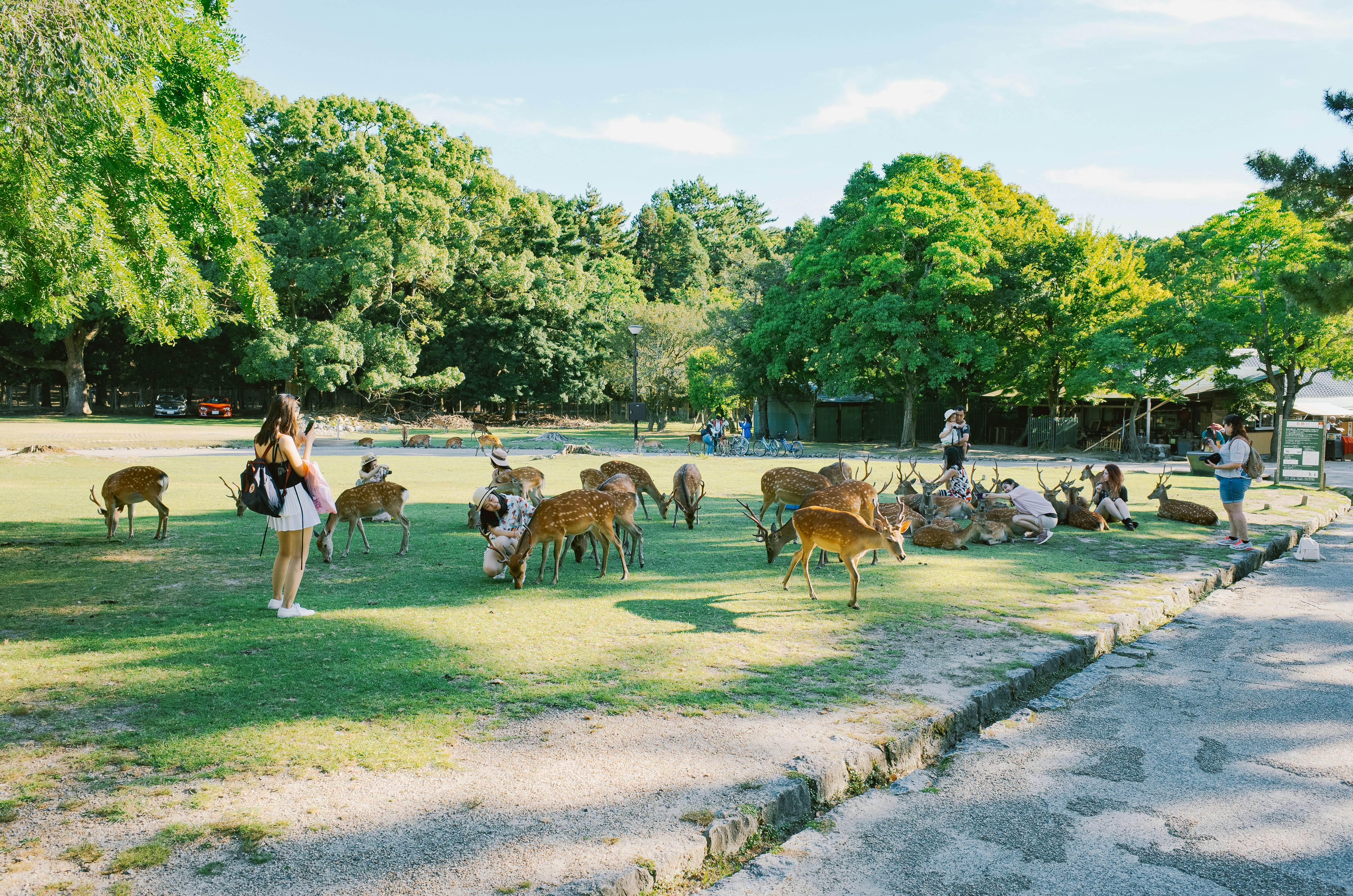 Day 13 – Osaka Leisure / Optional Day Trips