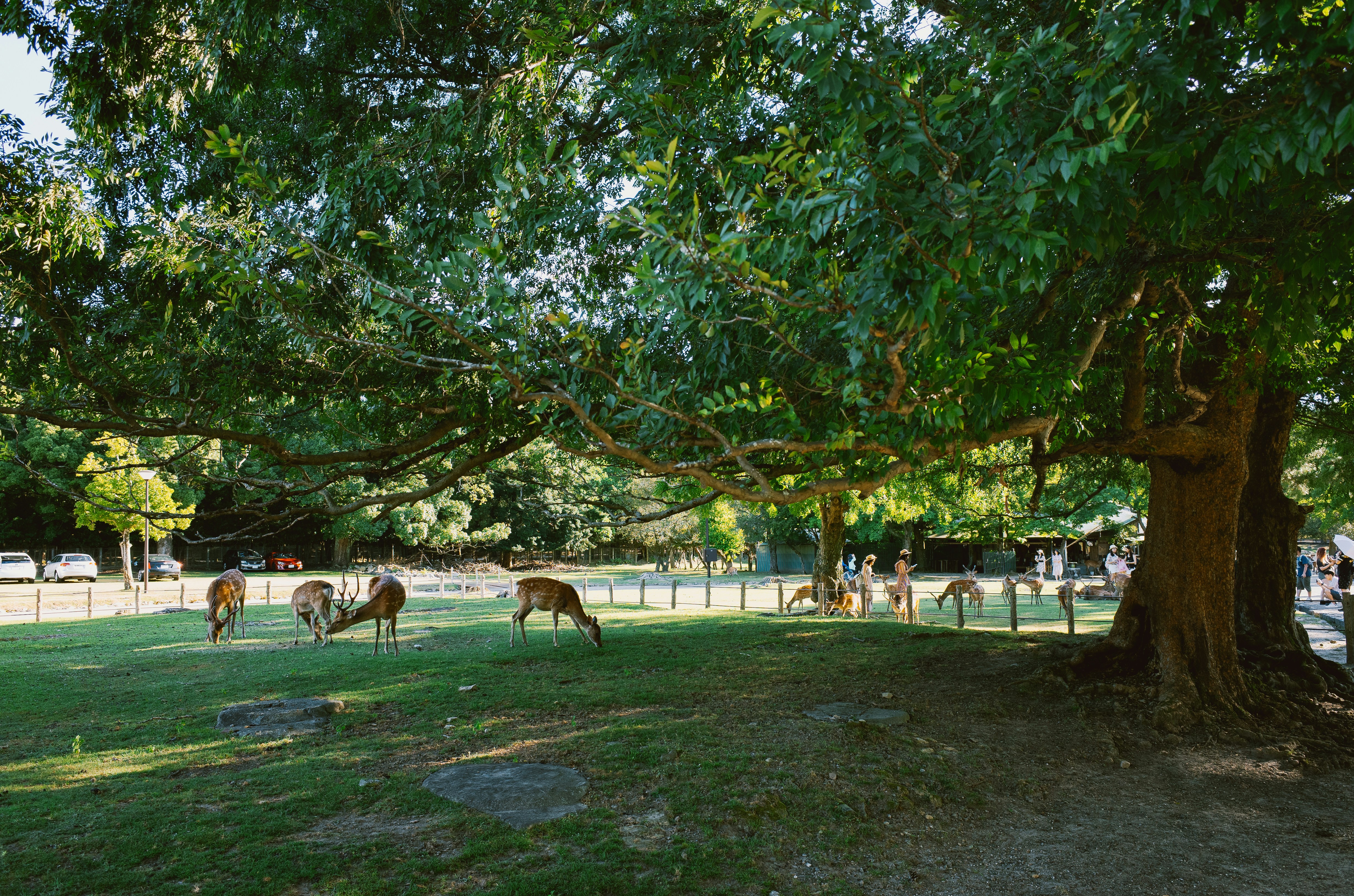 Deer grazing peacefully under a large tree