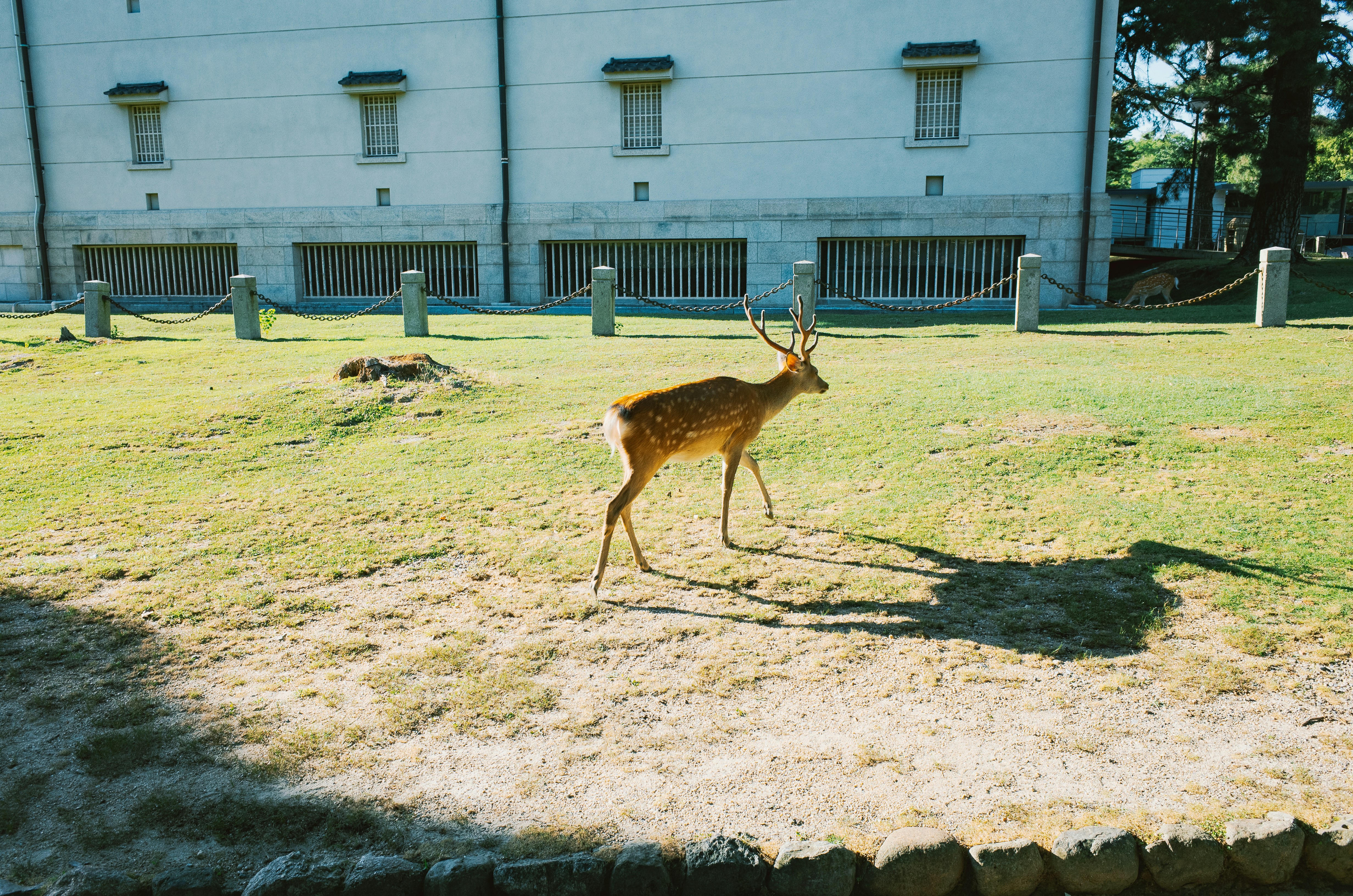 A deer walks across a grassy field near a building.