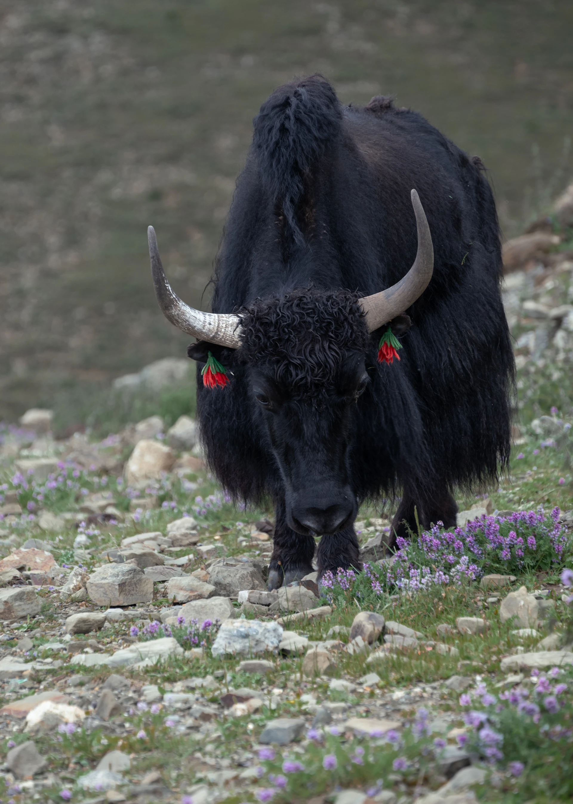 A shaggy black yak grazes on a rocky hillside.