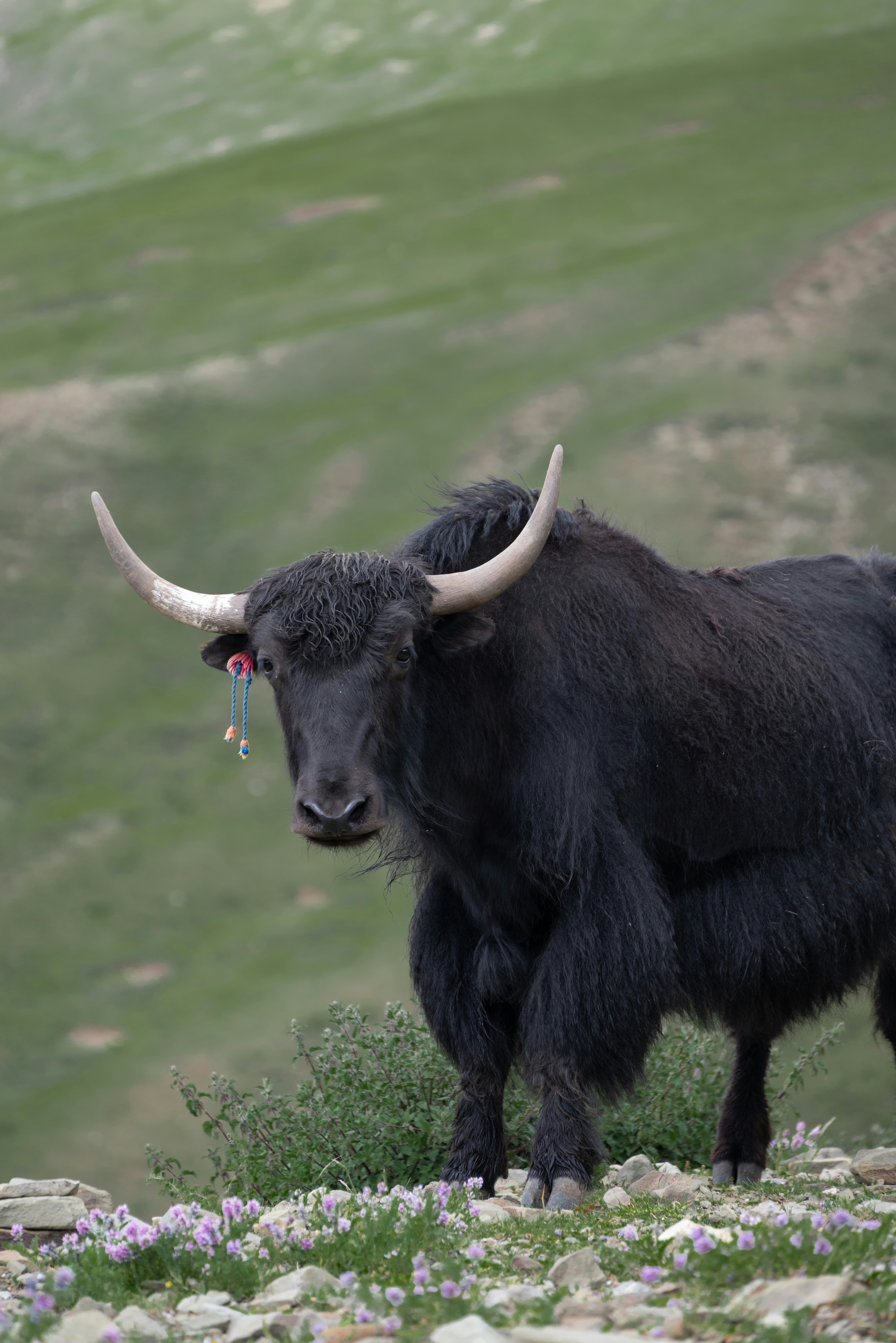 Photo by nikol_royce