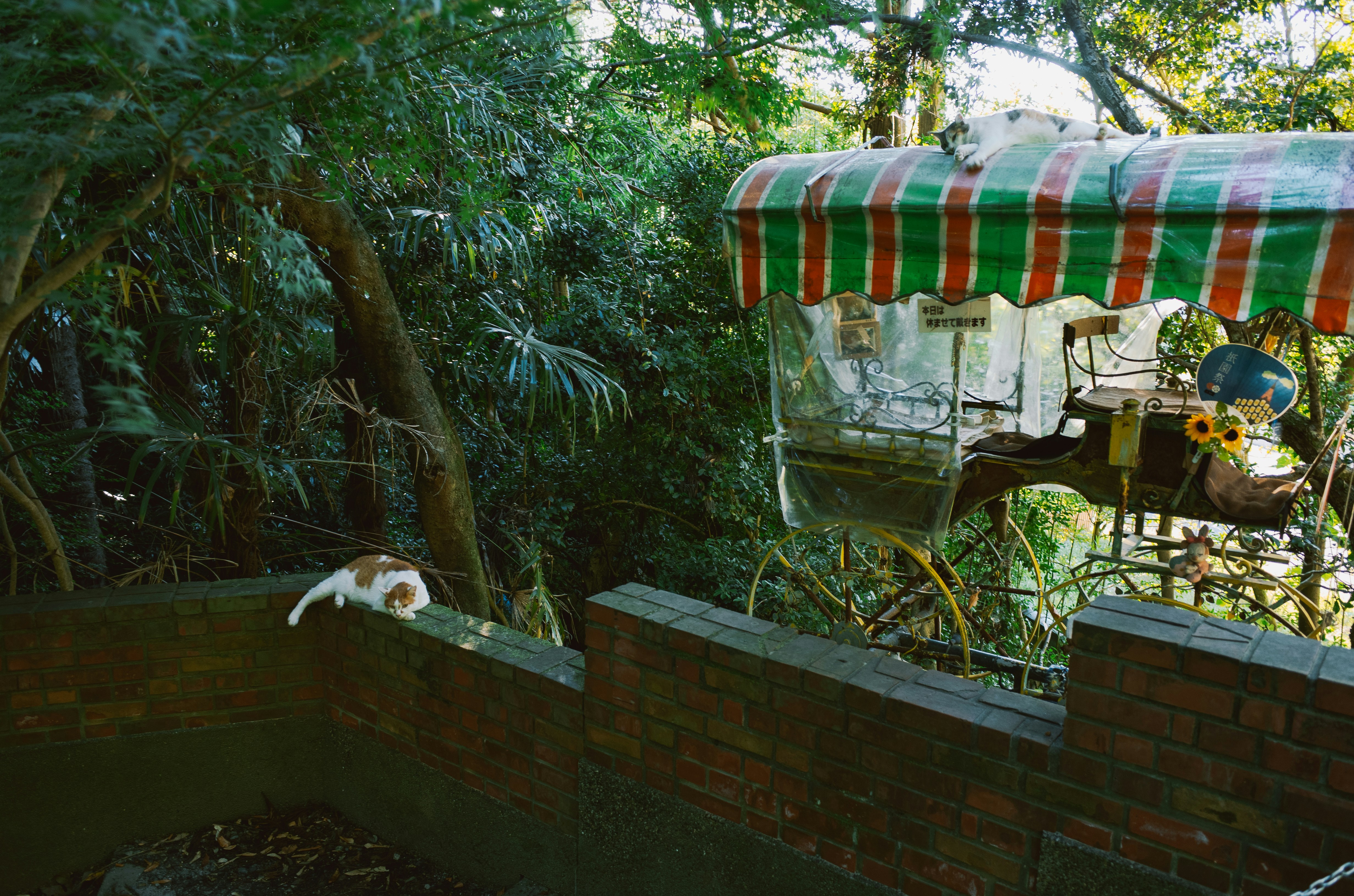 A cat sits on a wooden fence near trees.