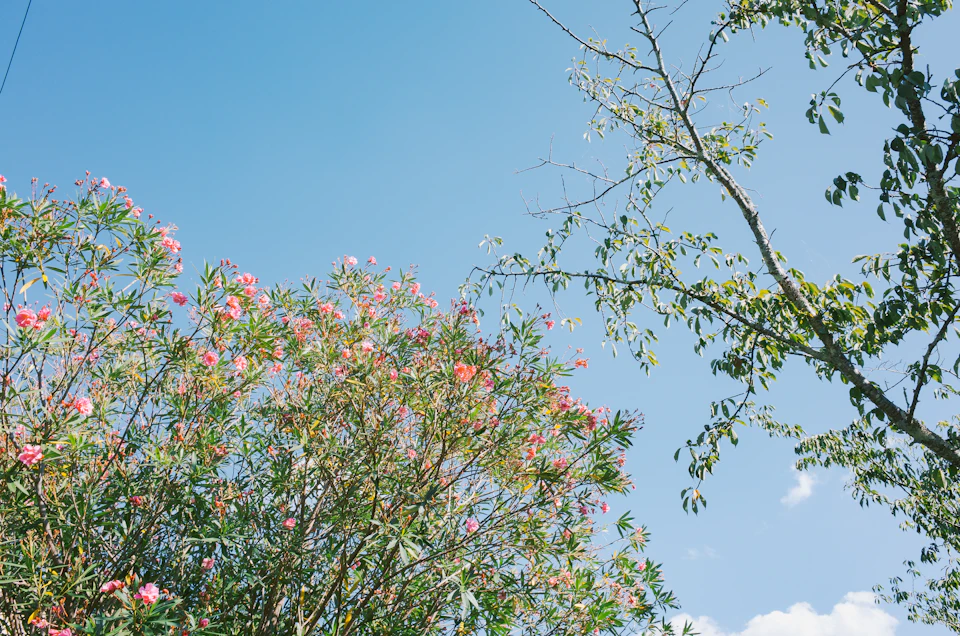 The image depicts a serene scene with two trees standing side by side against a clear blue sky. The tree on the left is adorned with pink flowers, while the one on the right has green leaves and brown branches. Both trees are in full bloom, showcasing their vibrant colors and lush foliage.