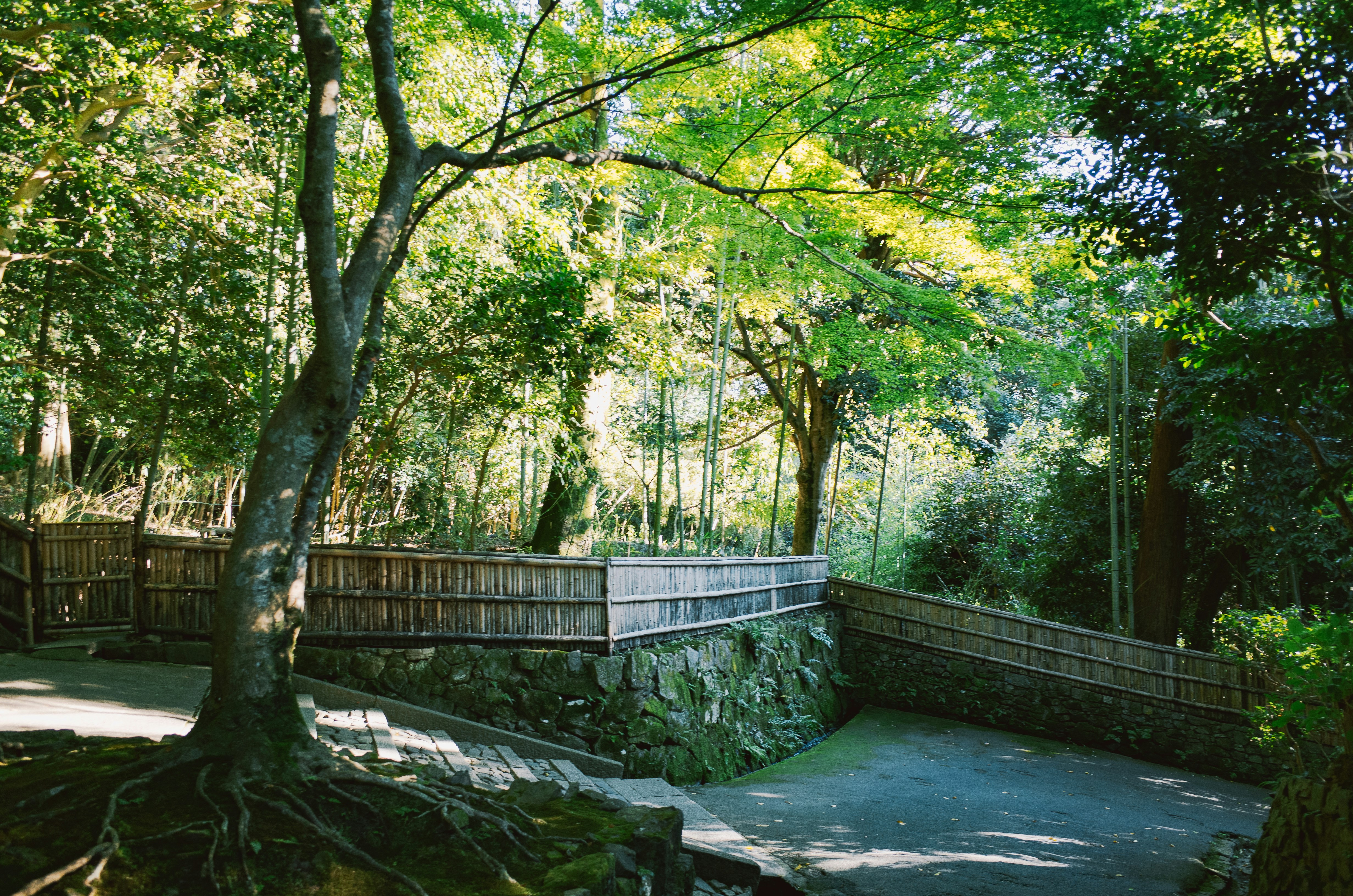 Sunny garden path with bamboo fence and trees