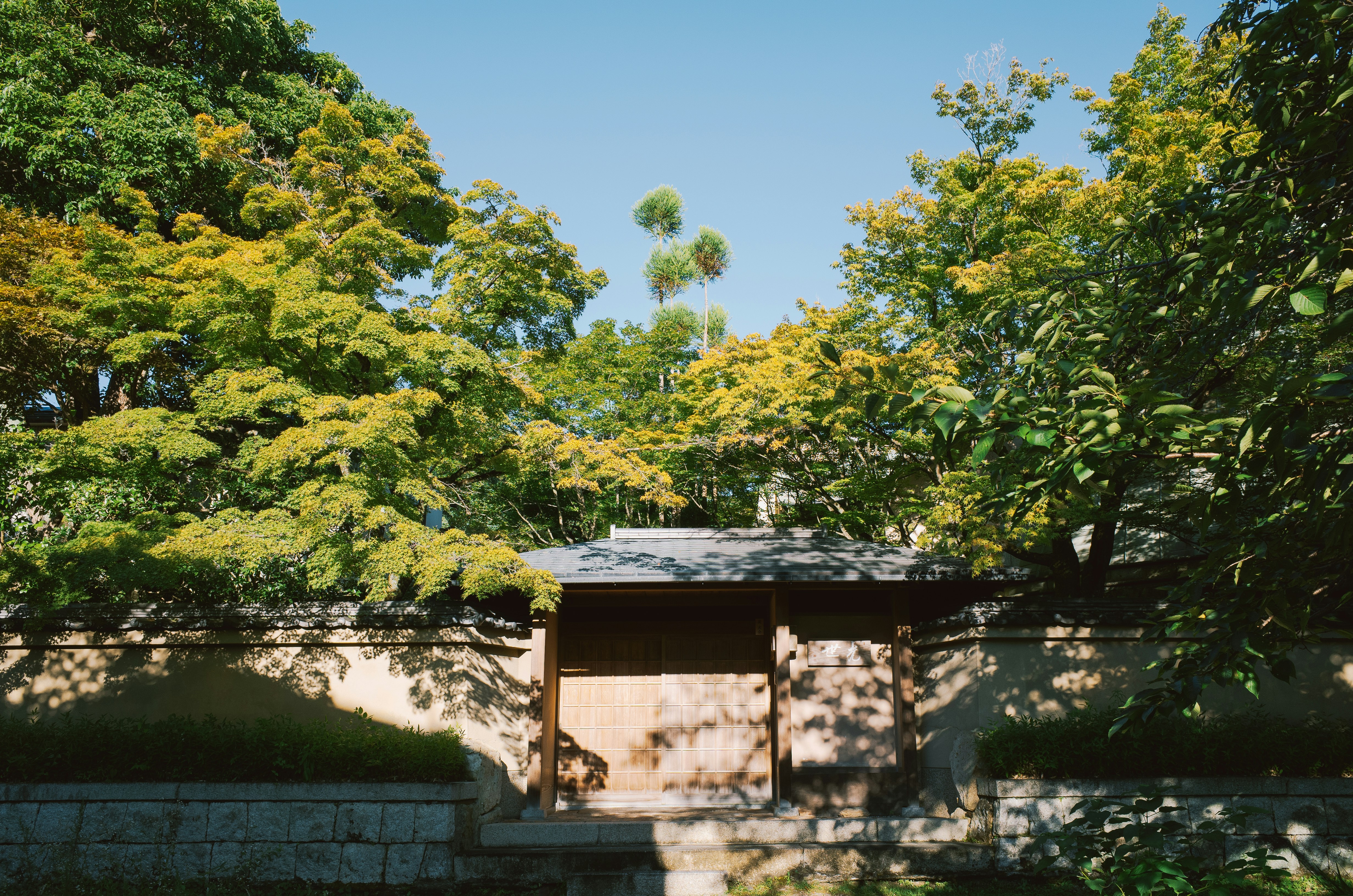 Entrada tradicional japonesa rodeada de árboles. foto – Imagen de Árboles  gratuita en Unsplash, image size:3000x1987