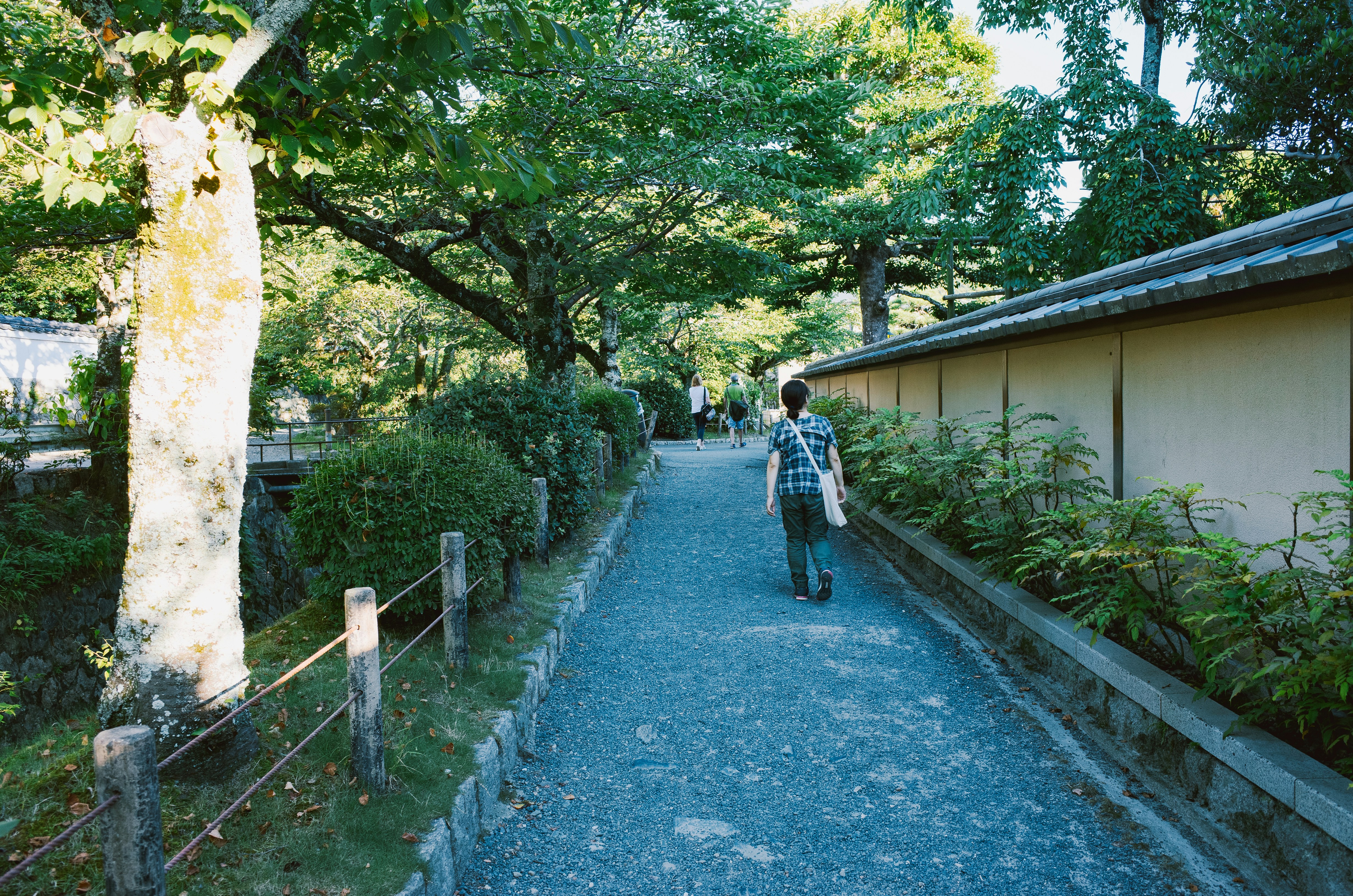 Person walks down a tree-lined path next to a wall.