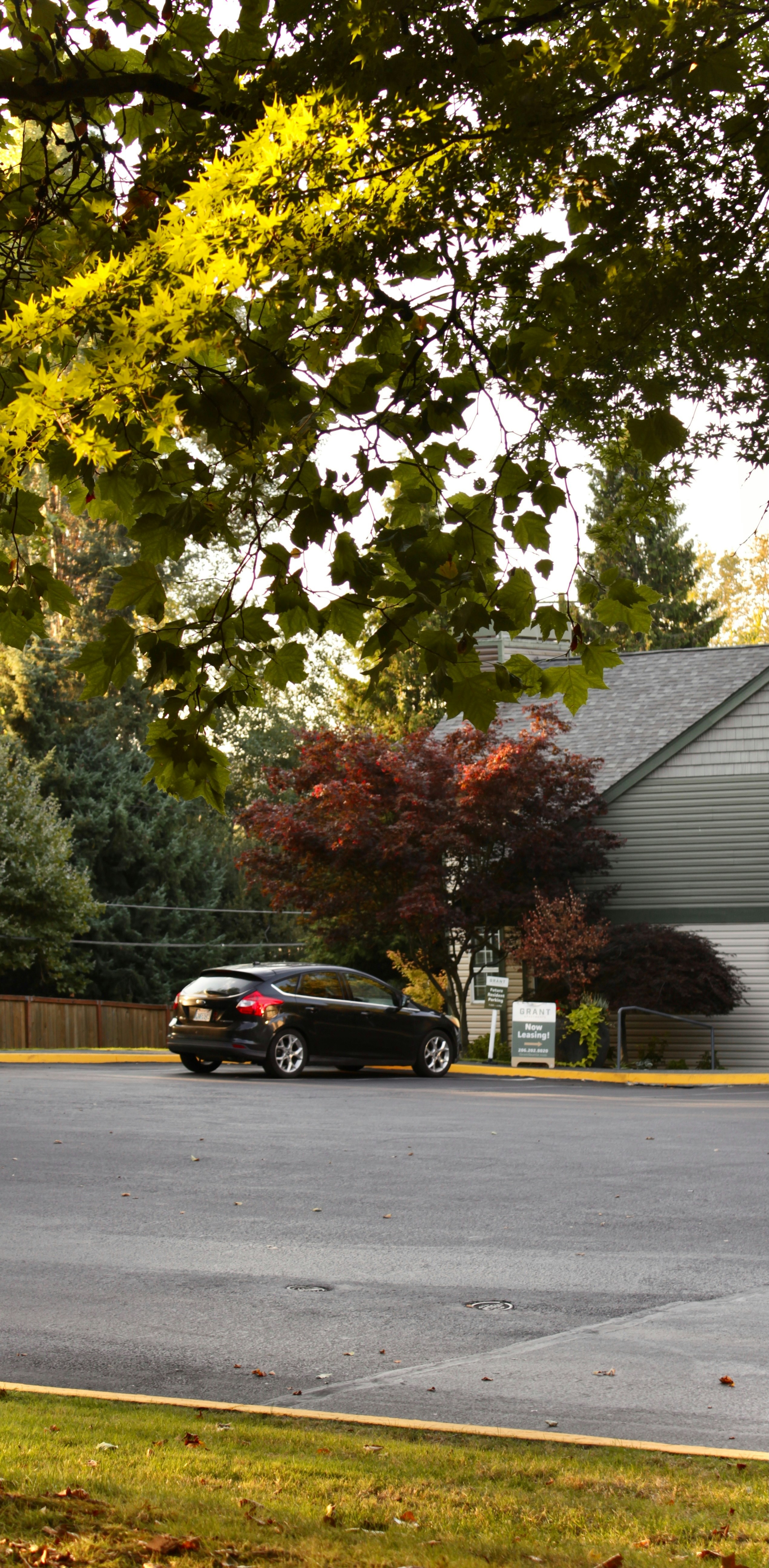 나무가 있는 건물 근처에 검은색 차가 주차되어 있었습니다.