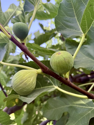 Three green figs growing on a tree branch.