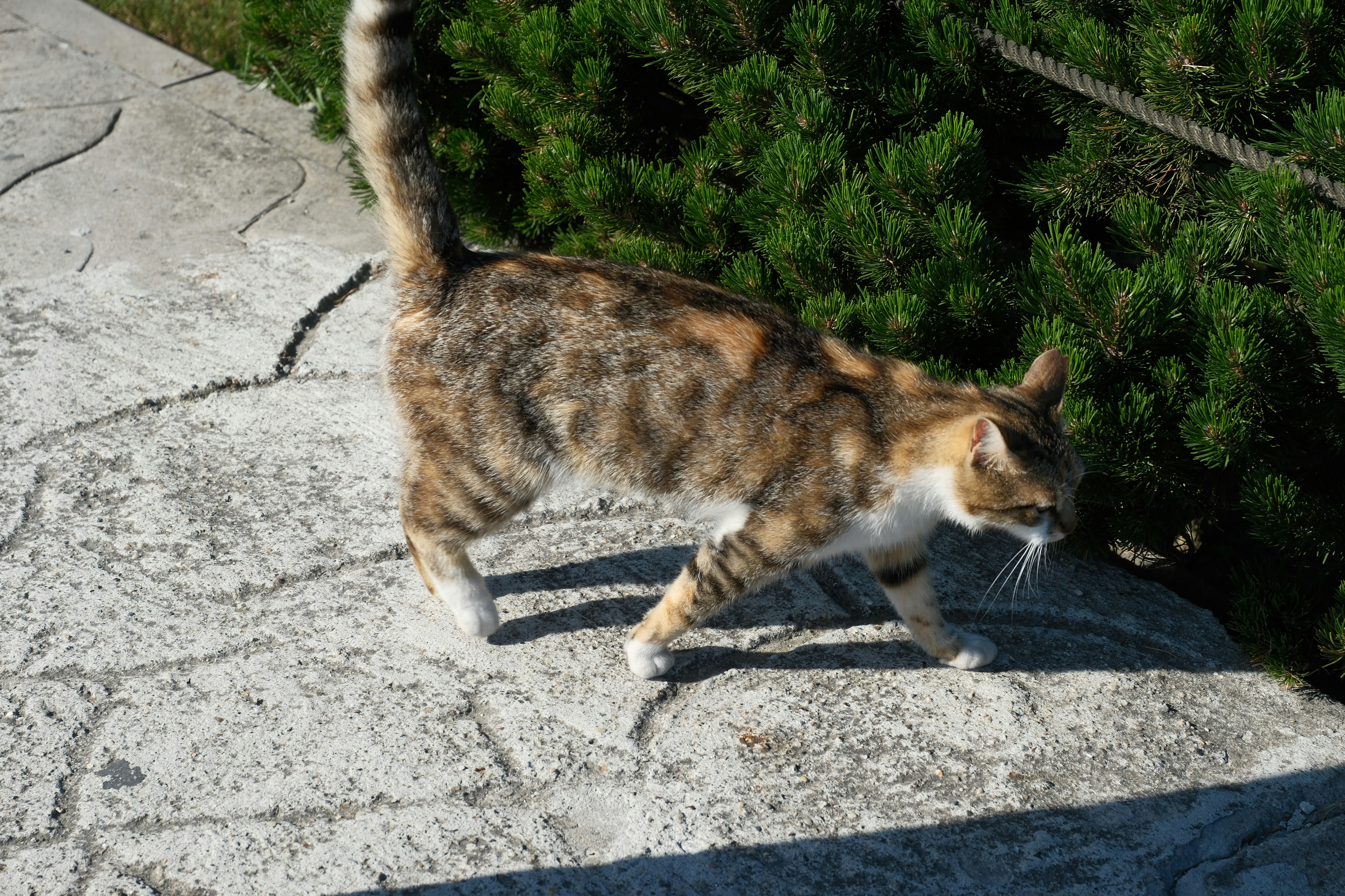 A calico cat walks on a textured stone path.