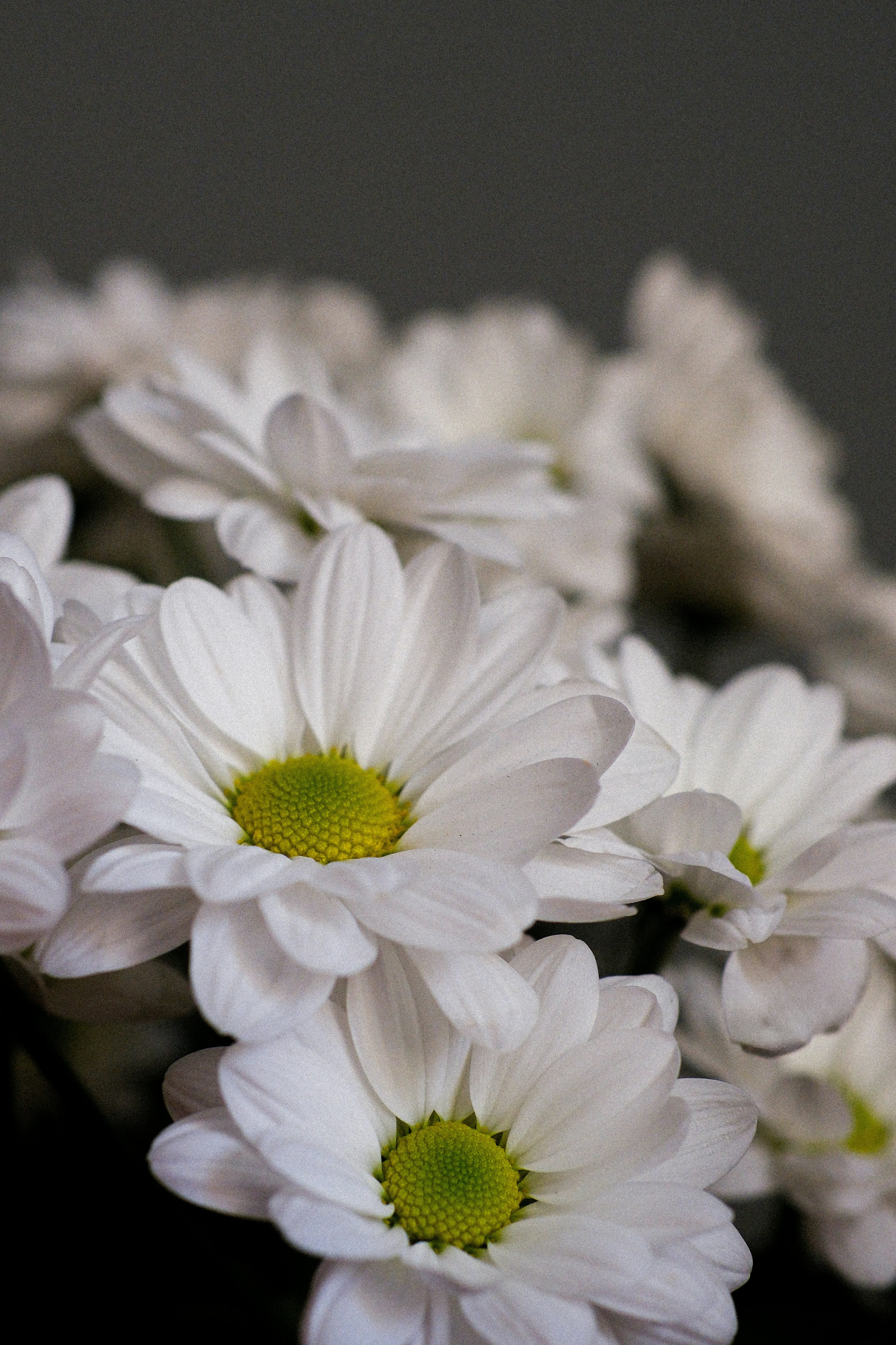 Close-up of white daisies with green centers