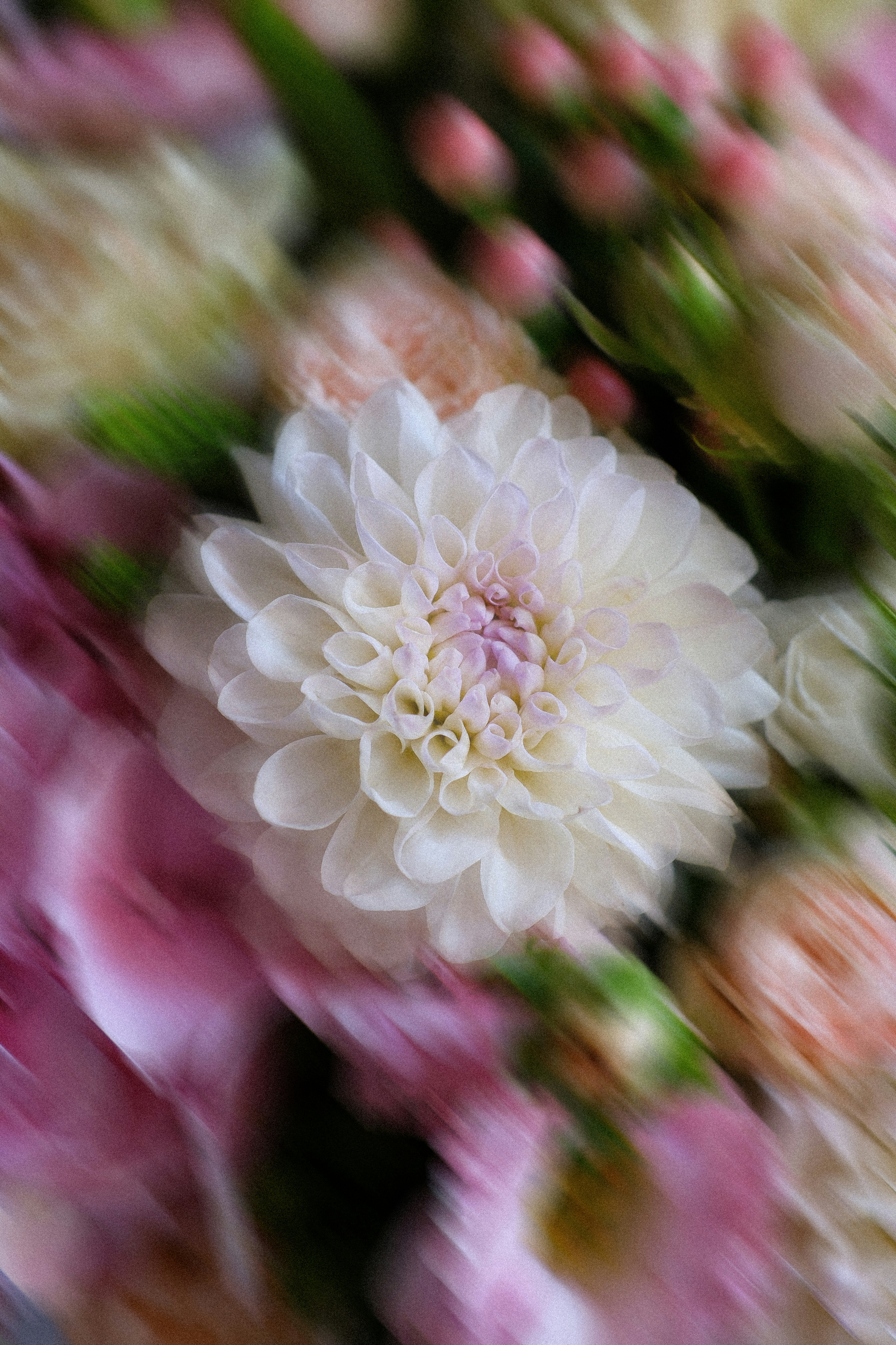 Close up of a white dahlia and pink flowers.