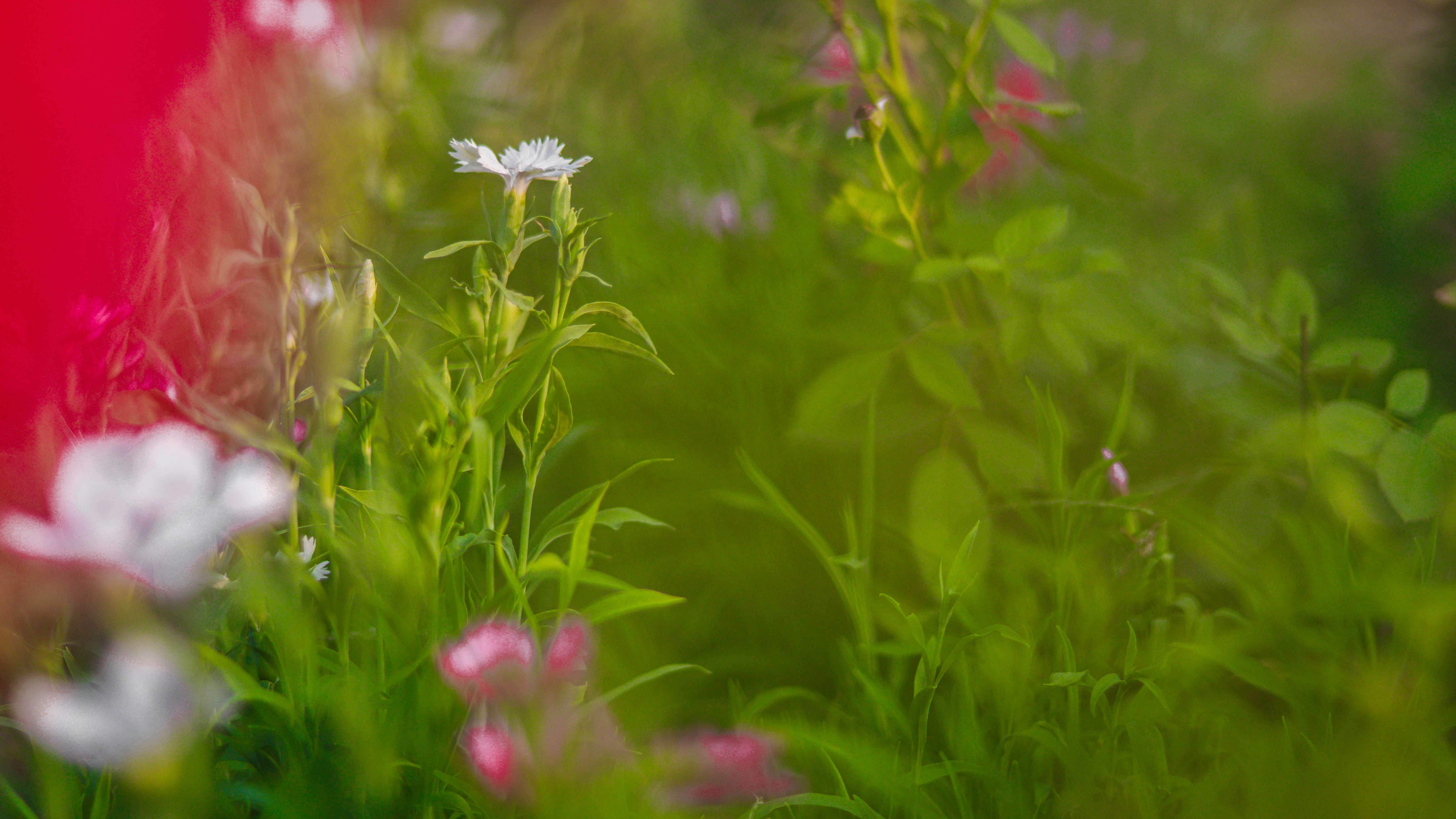 Photo by nayaktulu354