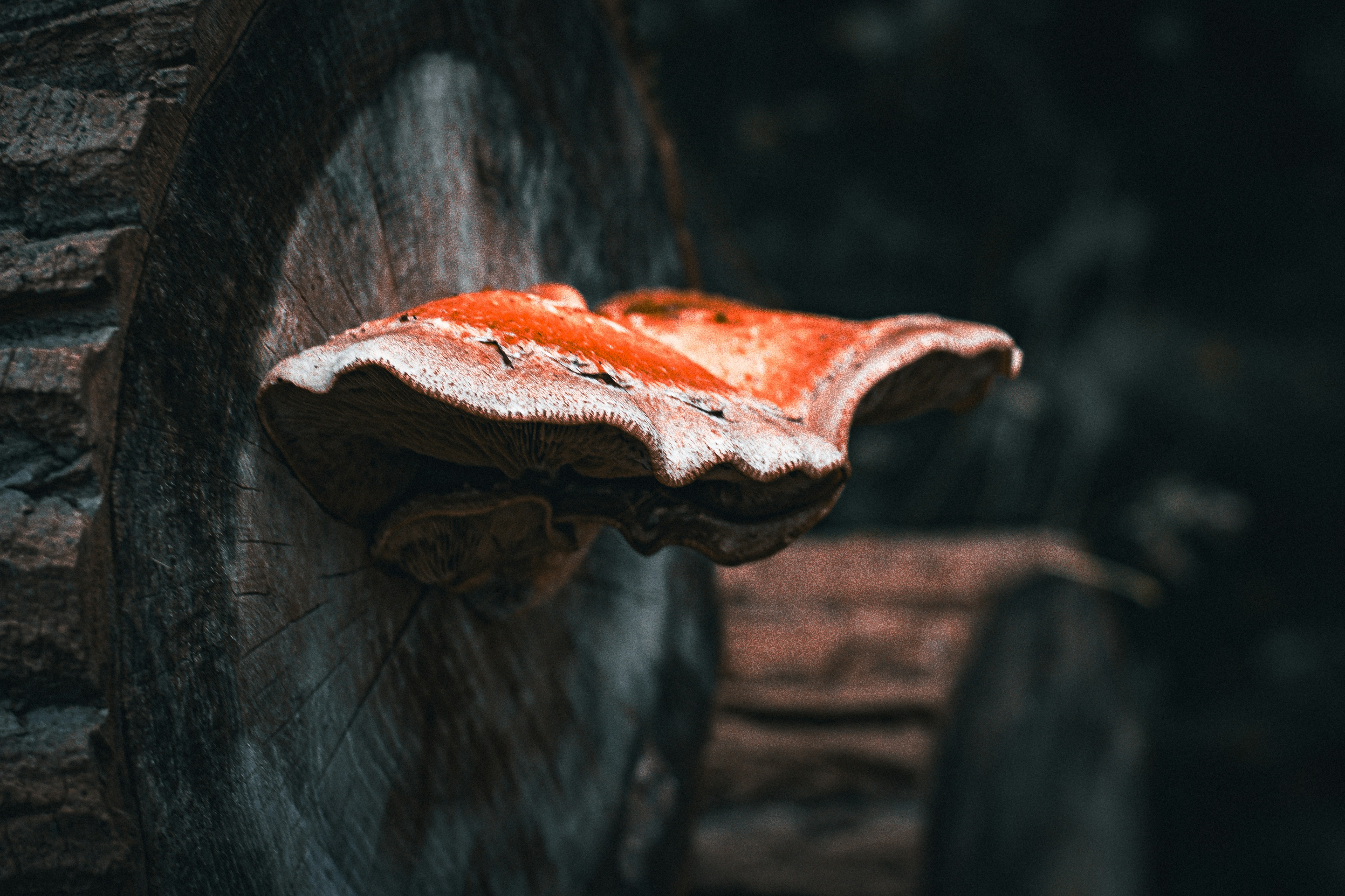A red and brown mushroom growing on a log.