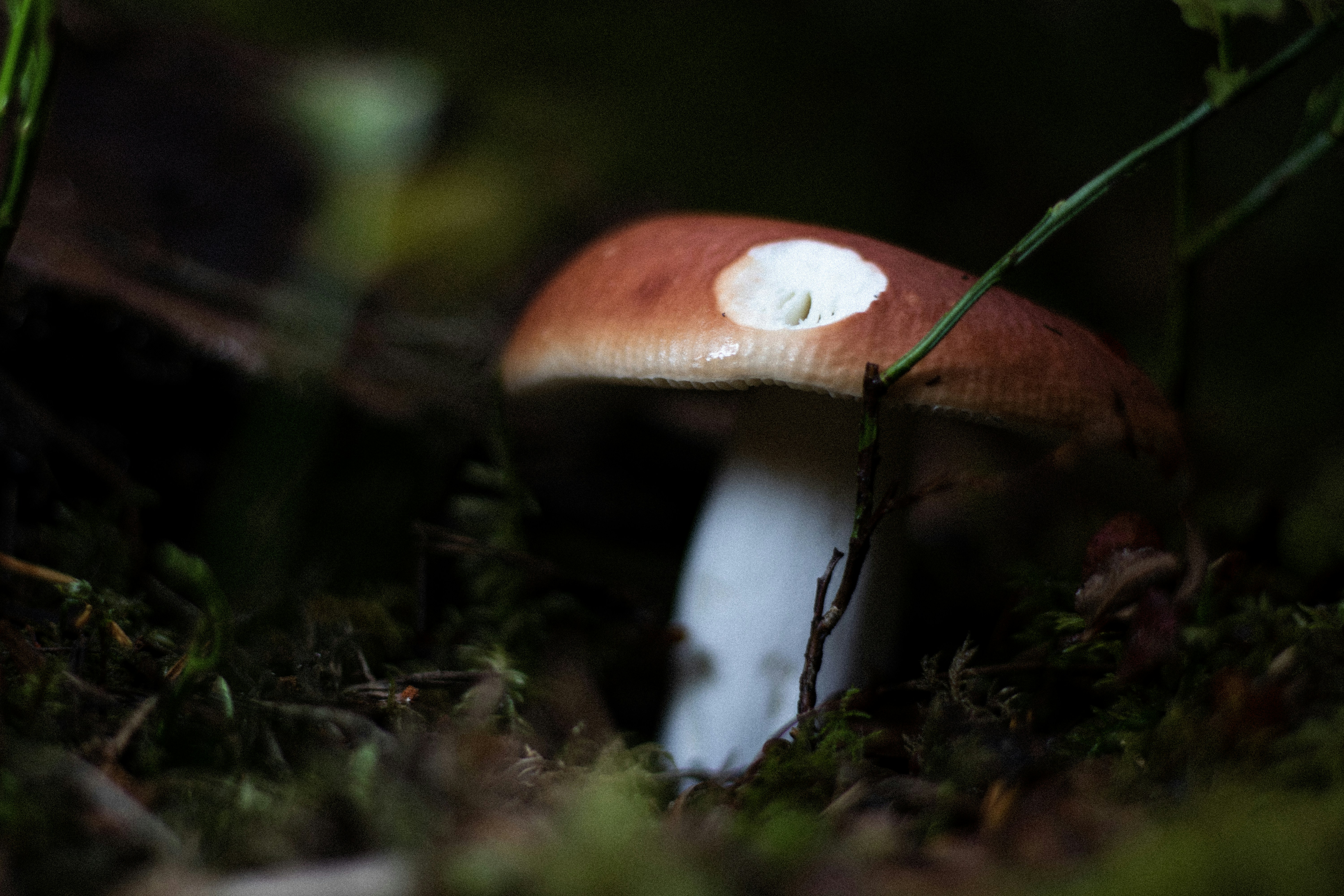 Photo by reinisbruzitis