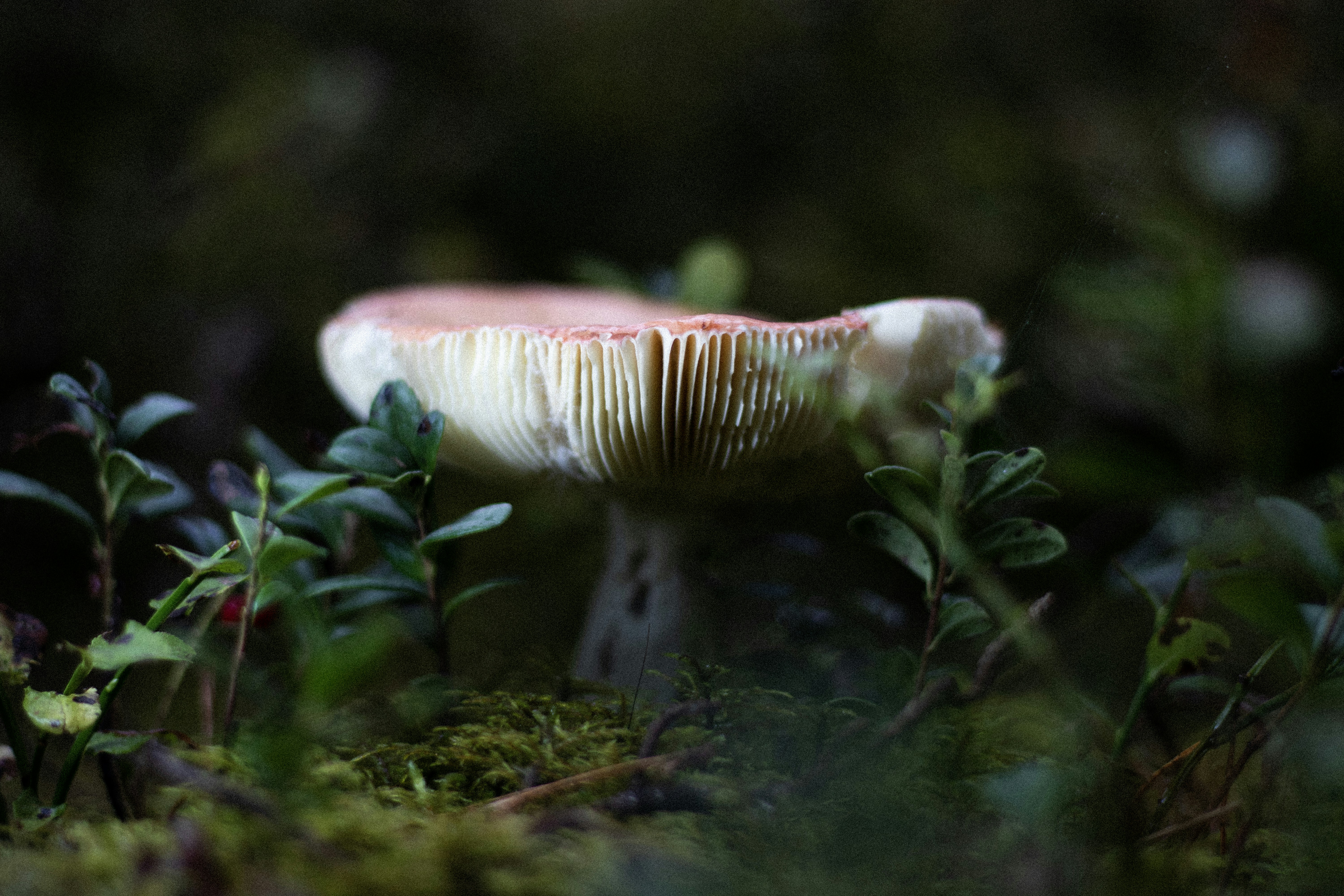 Close-up of a mushroom in a forest setting.