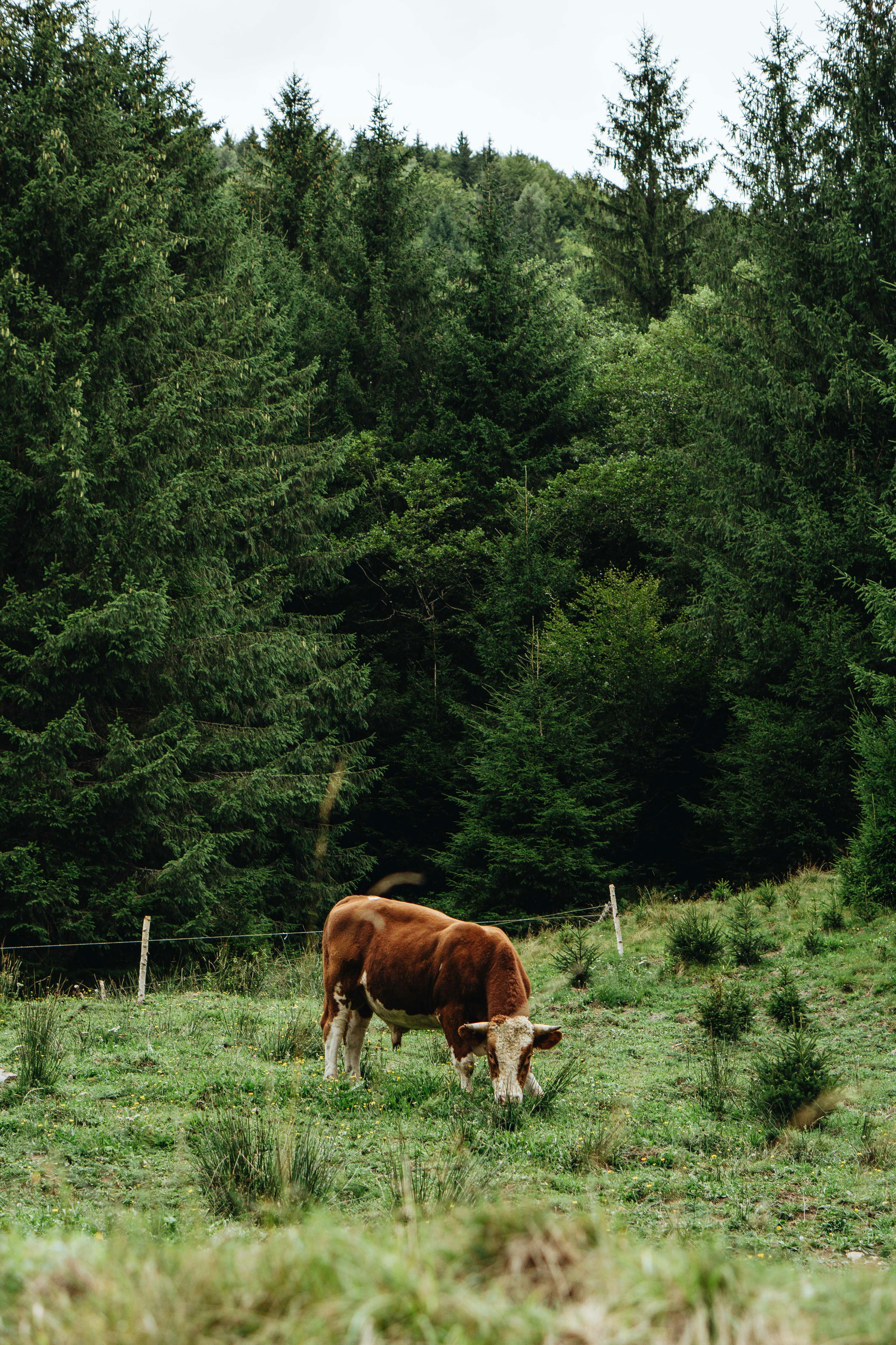 Photo by kateryna_senkevych