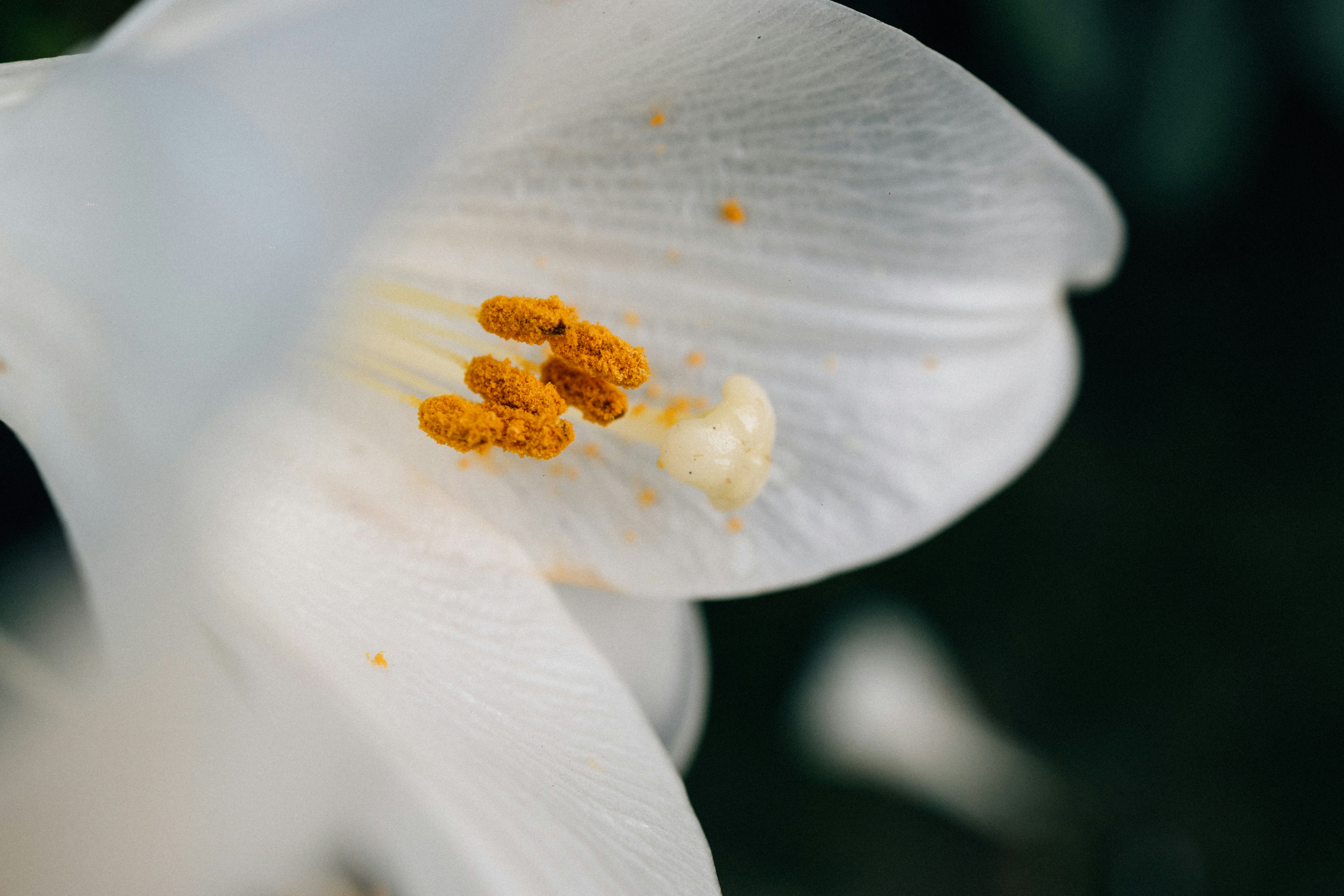 Photo by tsuyoshikozu