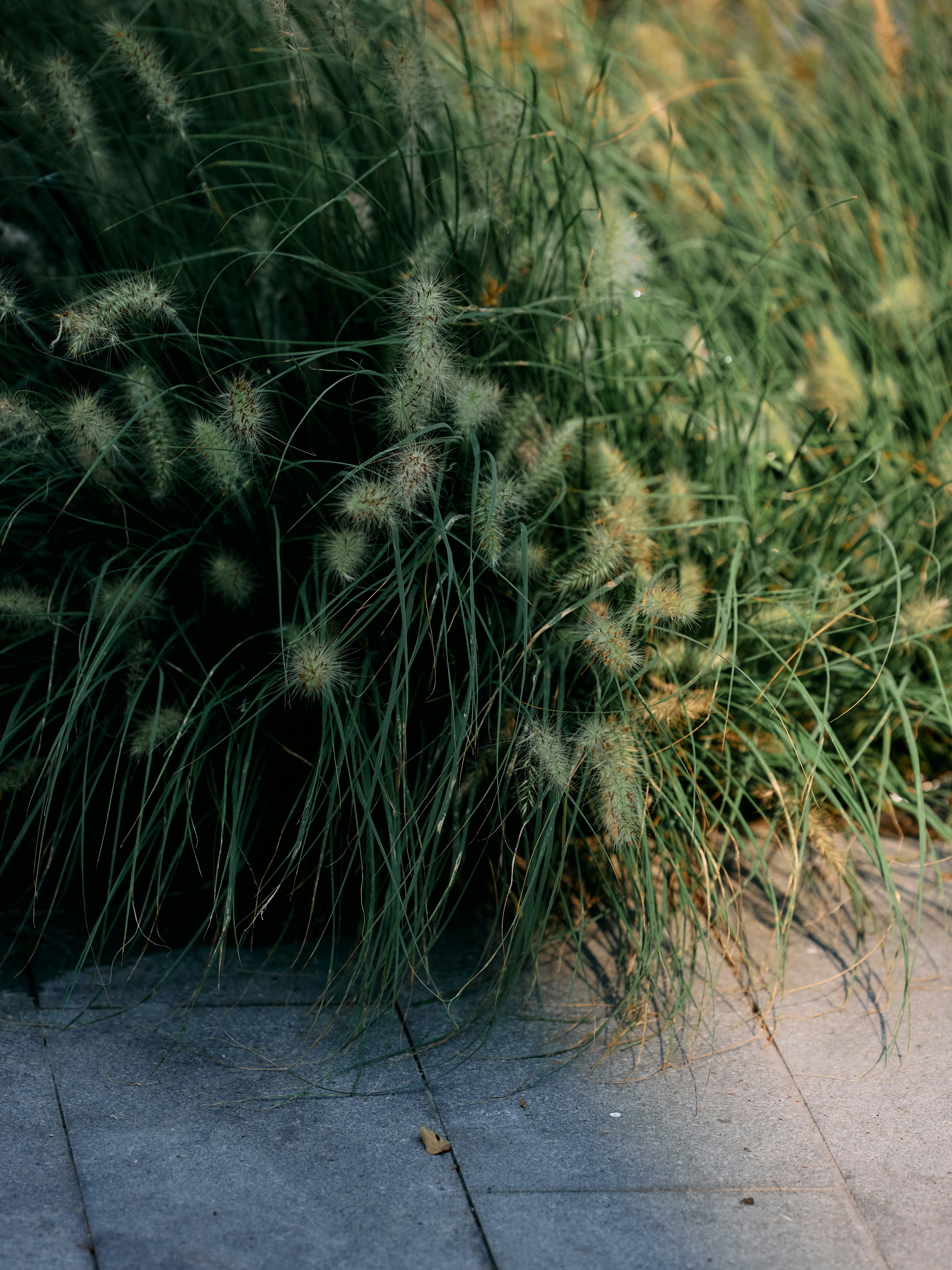 Ornamental grass with fluffy seed heads and stone path.