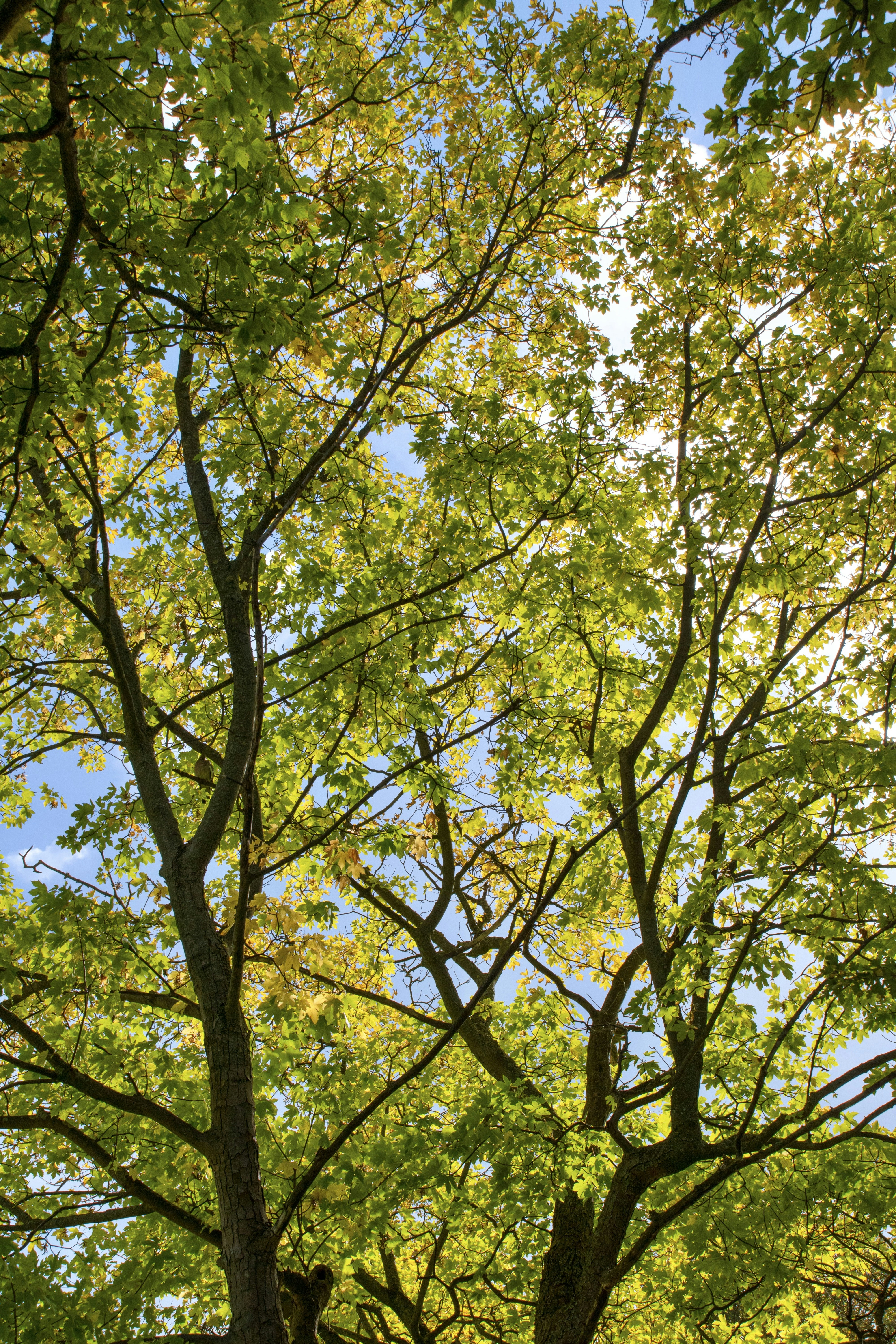 Sonnenlicht, das durch die grünen Blätter der Herbstbäume dringt.