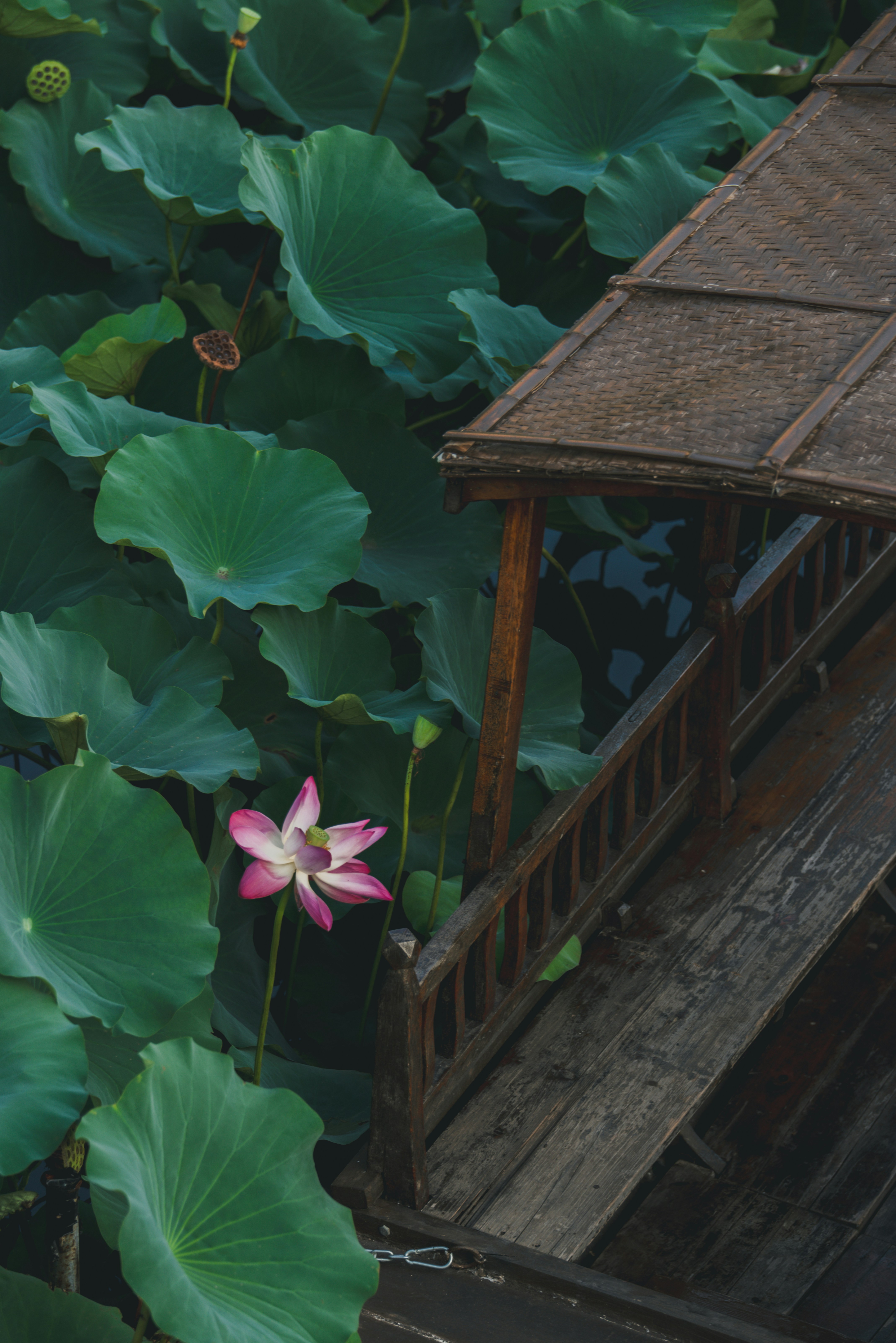 Lotus Seedpod Pictures | Download Free Images on Unsplash