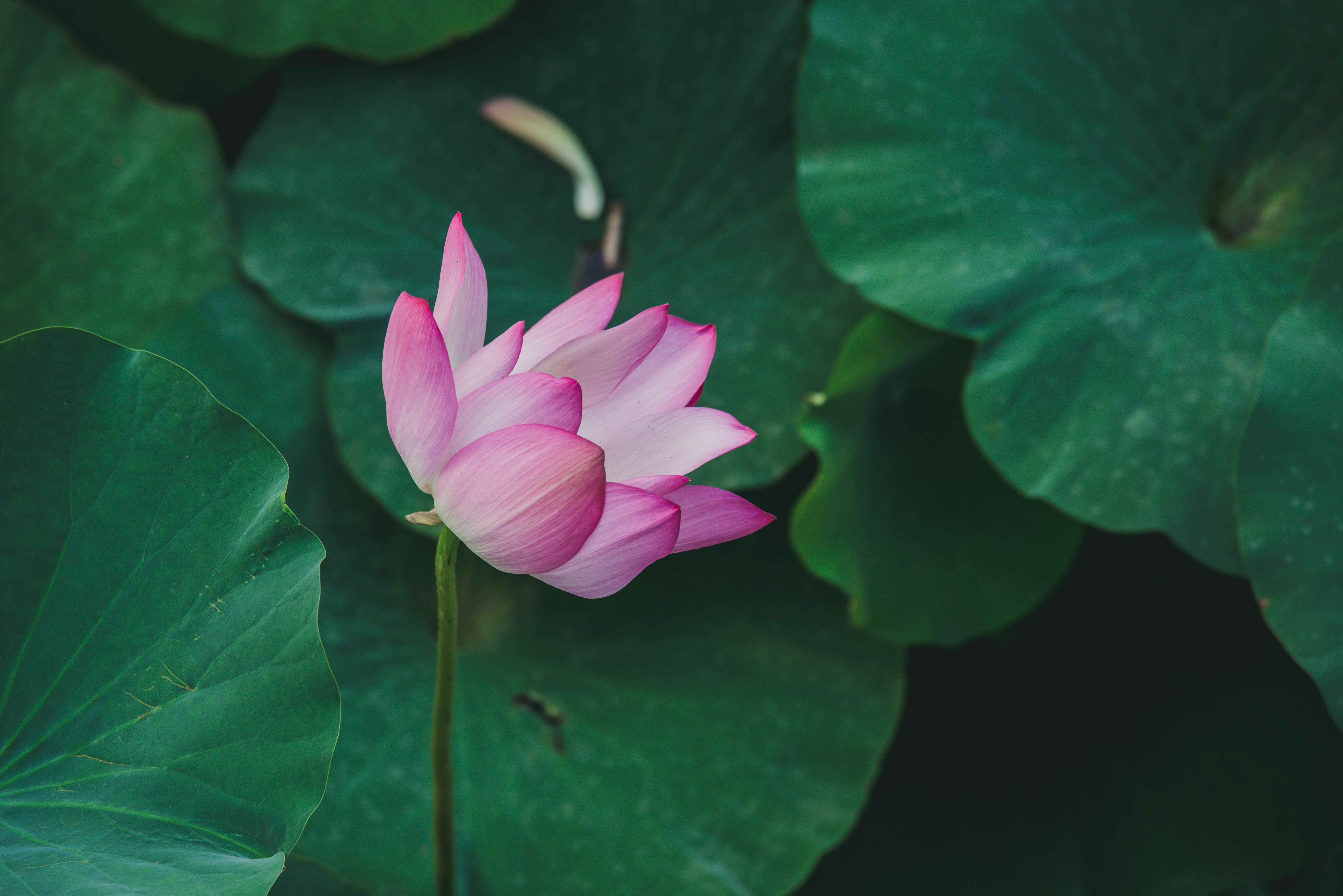 Photo by peek_a_boo_who