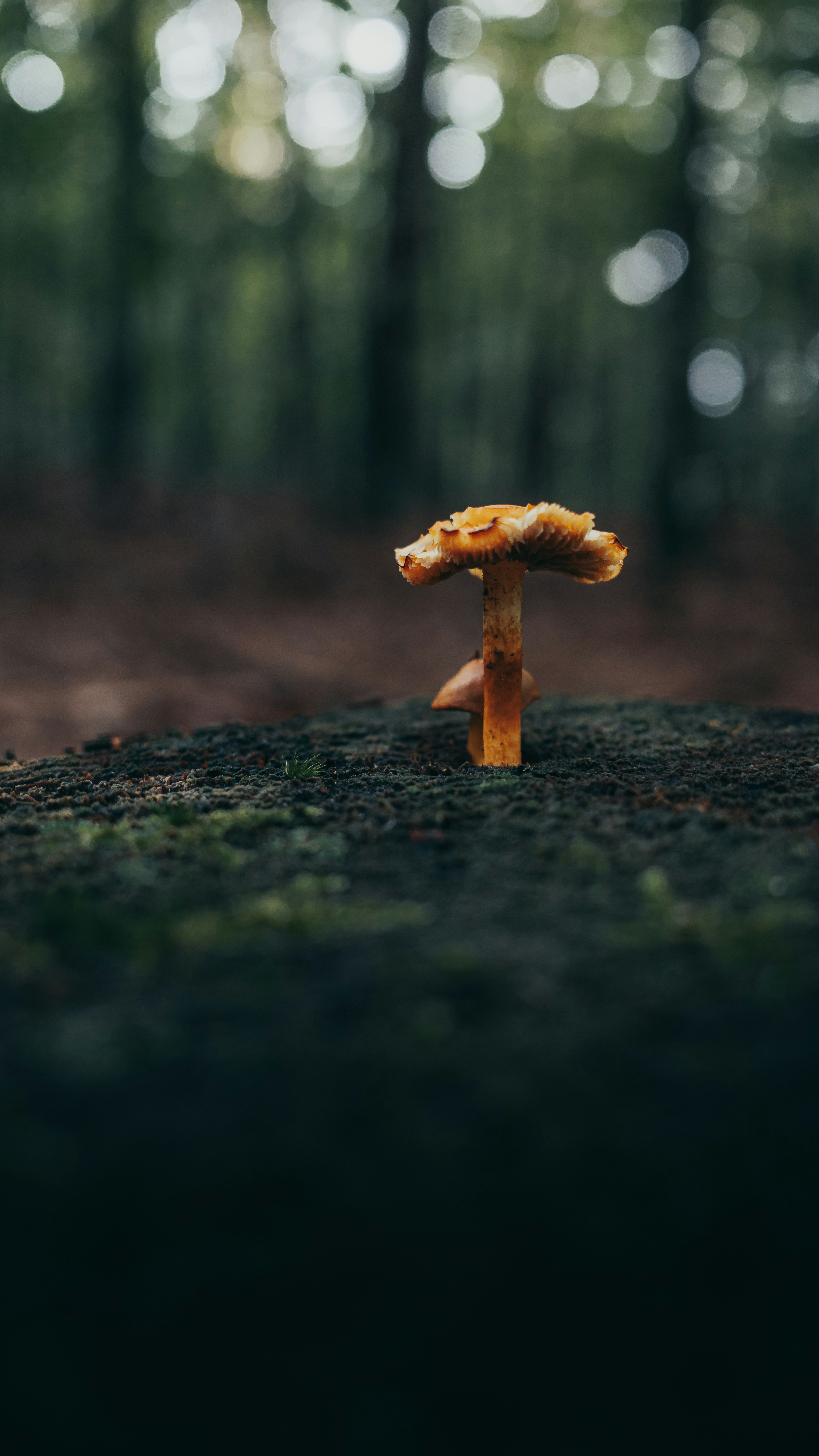 Photo by bielej