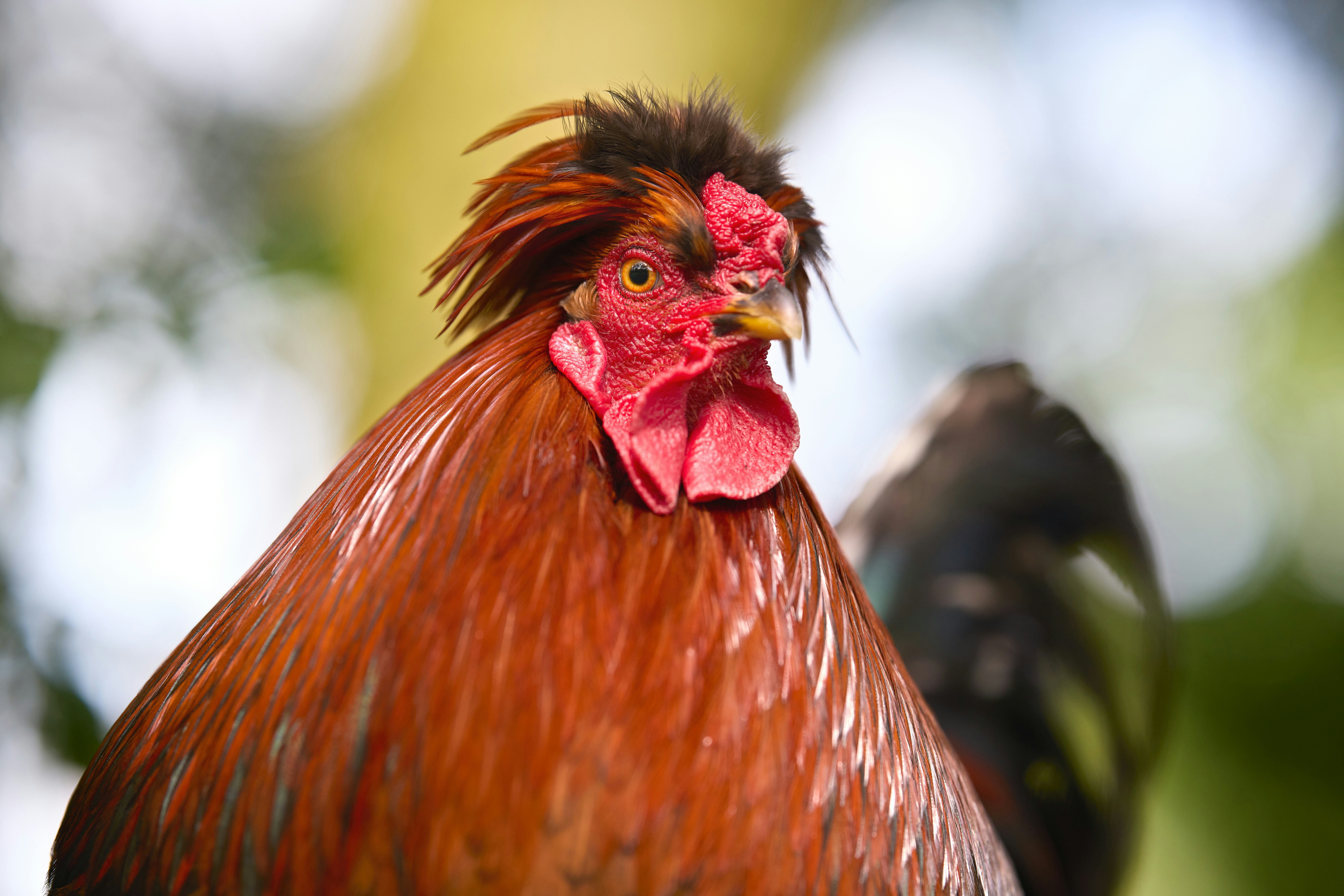 Photo by erwinbosman