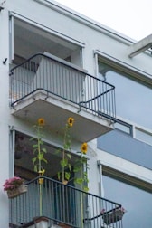 Sunflowers grow on a modern apartment balcony.