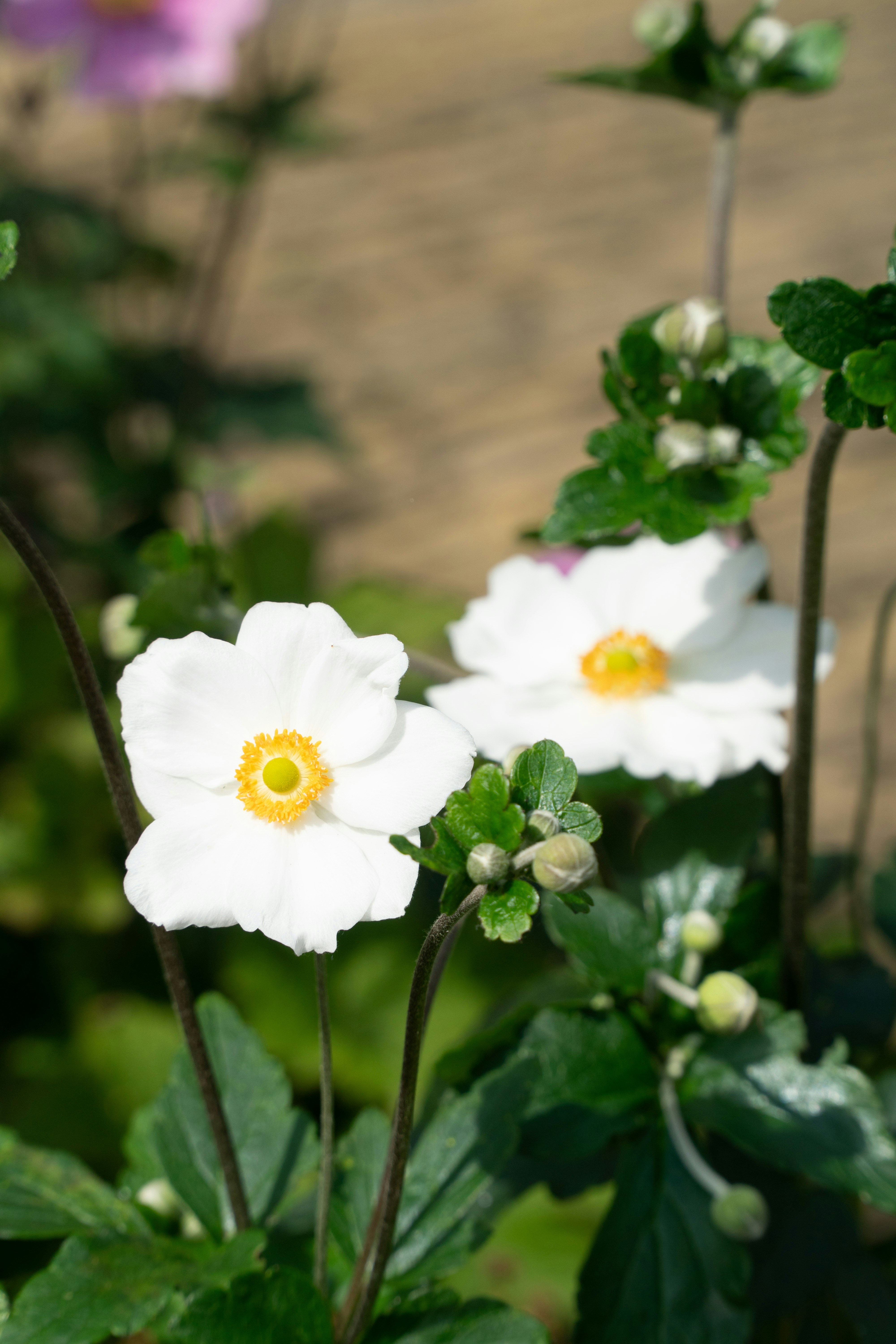 中心が黄色い白い花が2本咲きます。