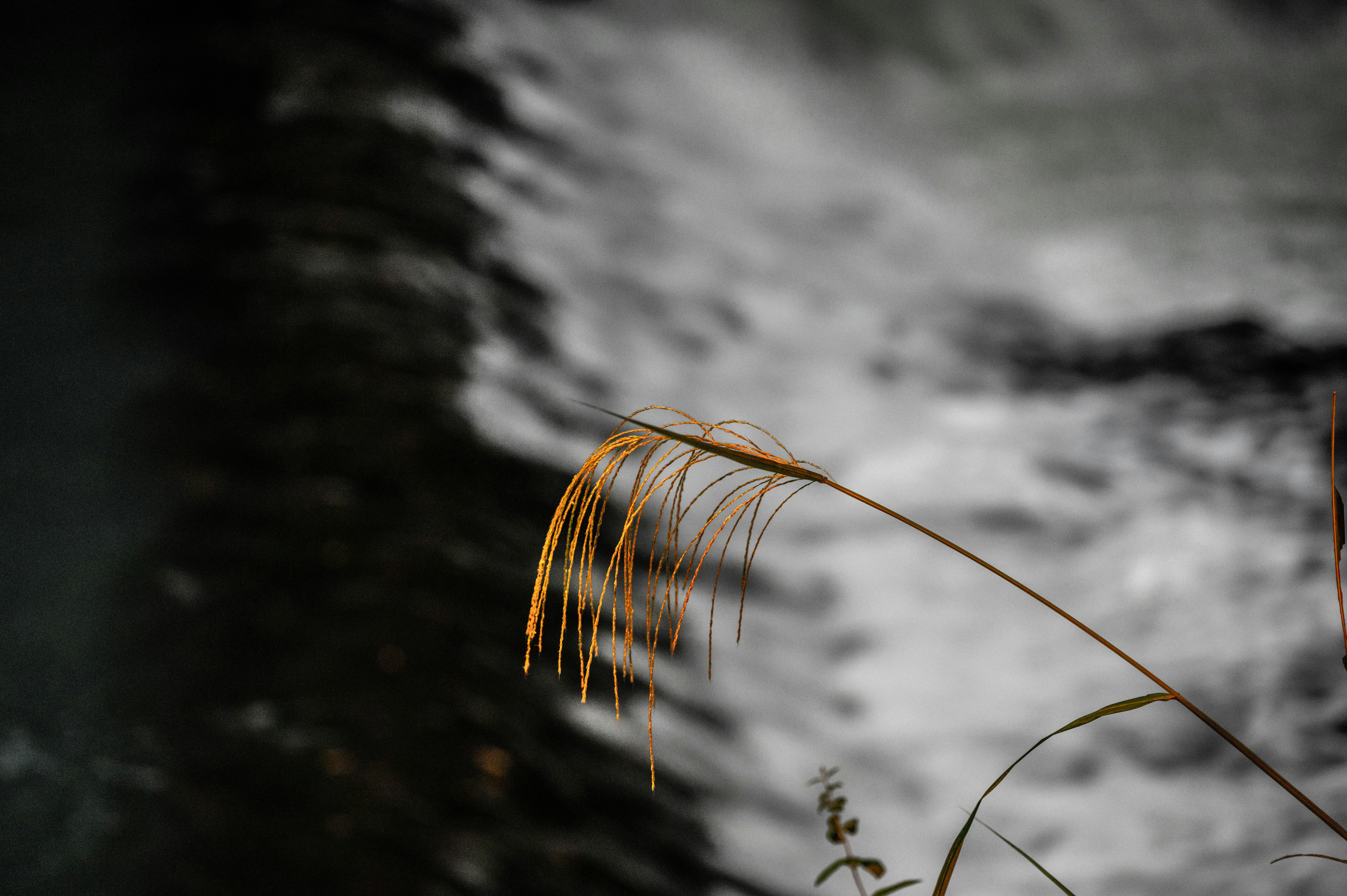 Golden grass stalk against blurred water background