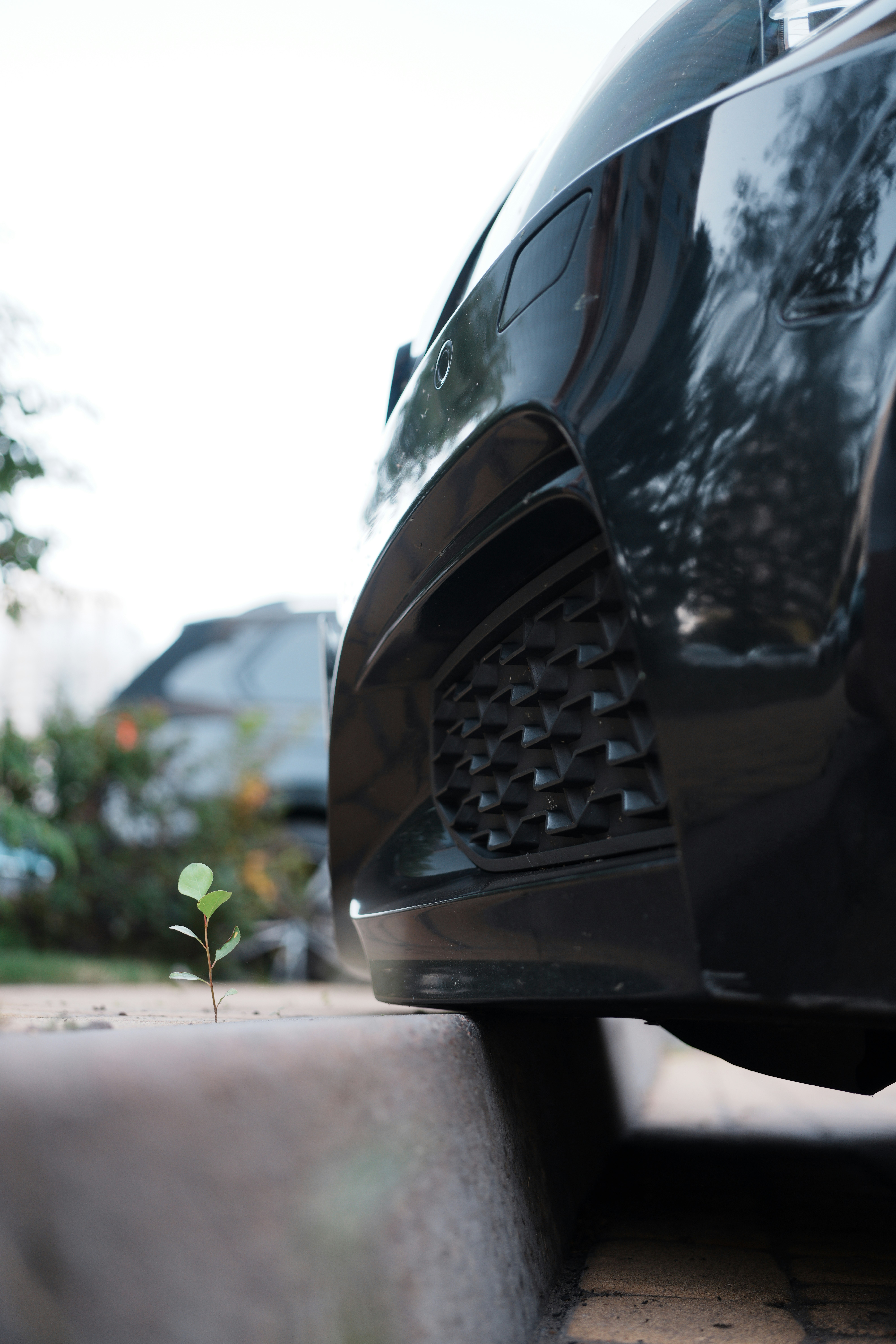 Small plant growing by a car bumper