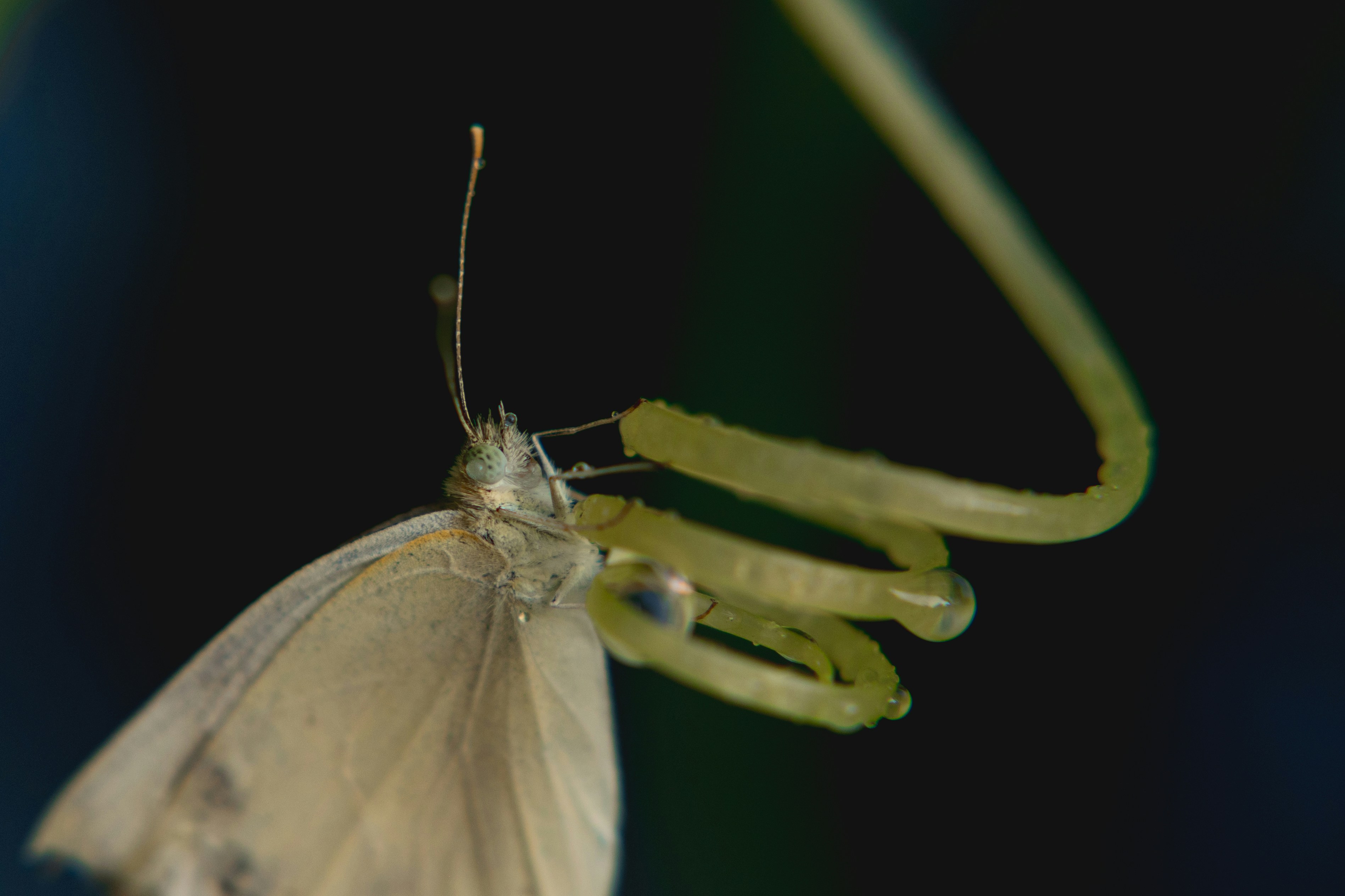 Green spider with prey on a dark background