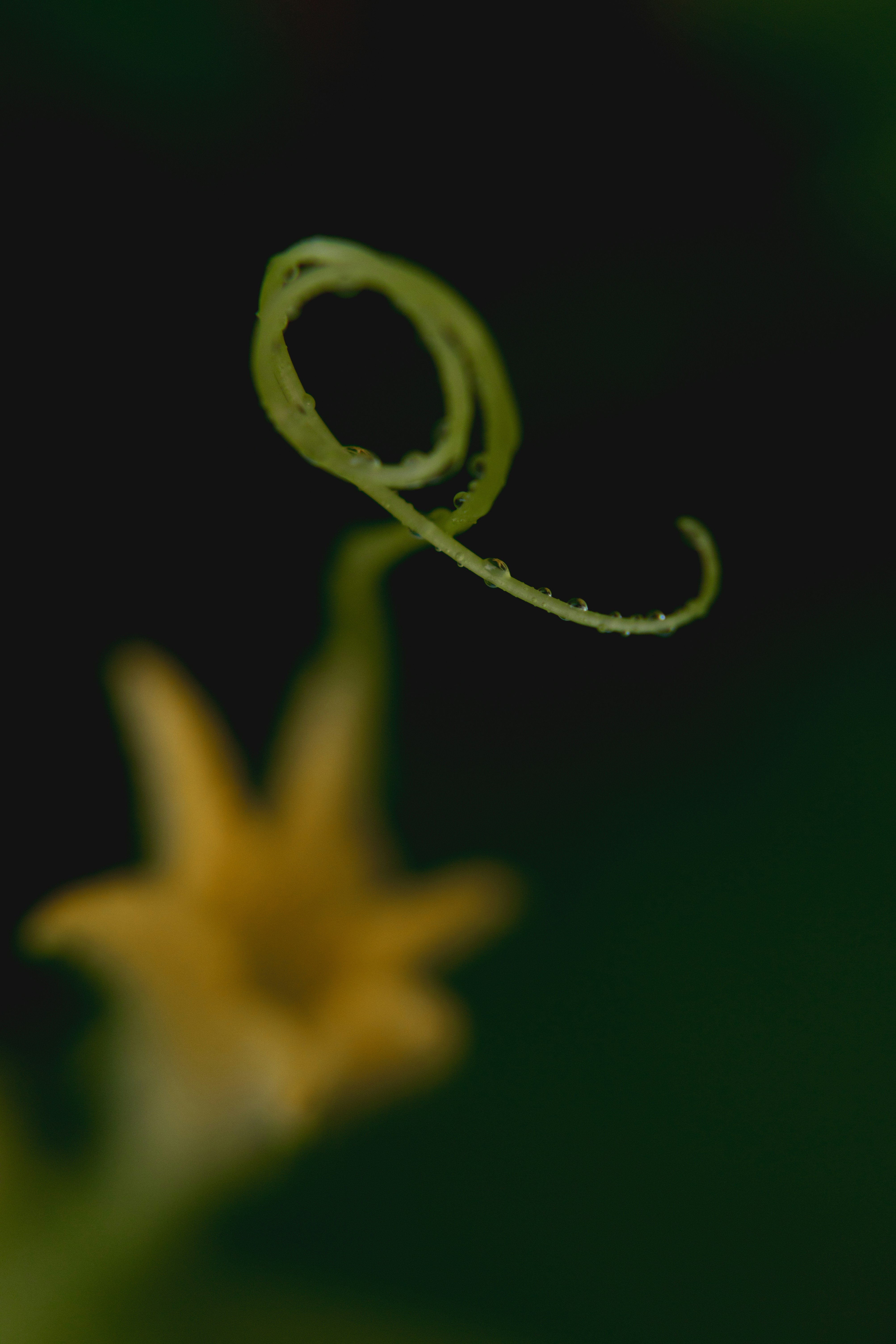 A delicate plant tendril curls against a dark background.