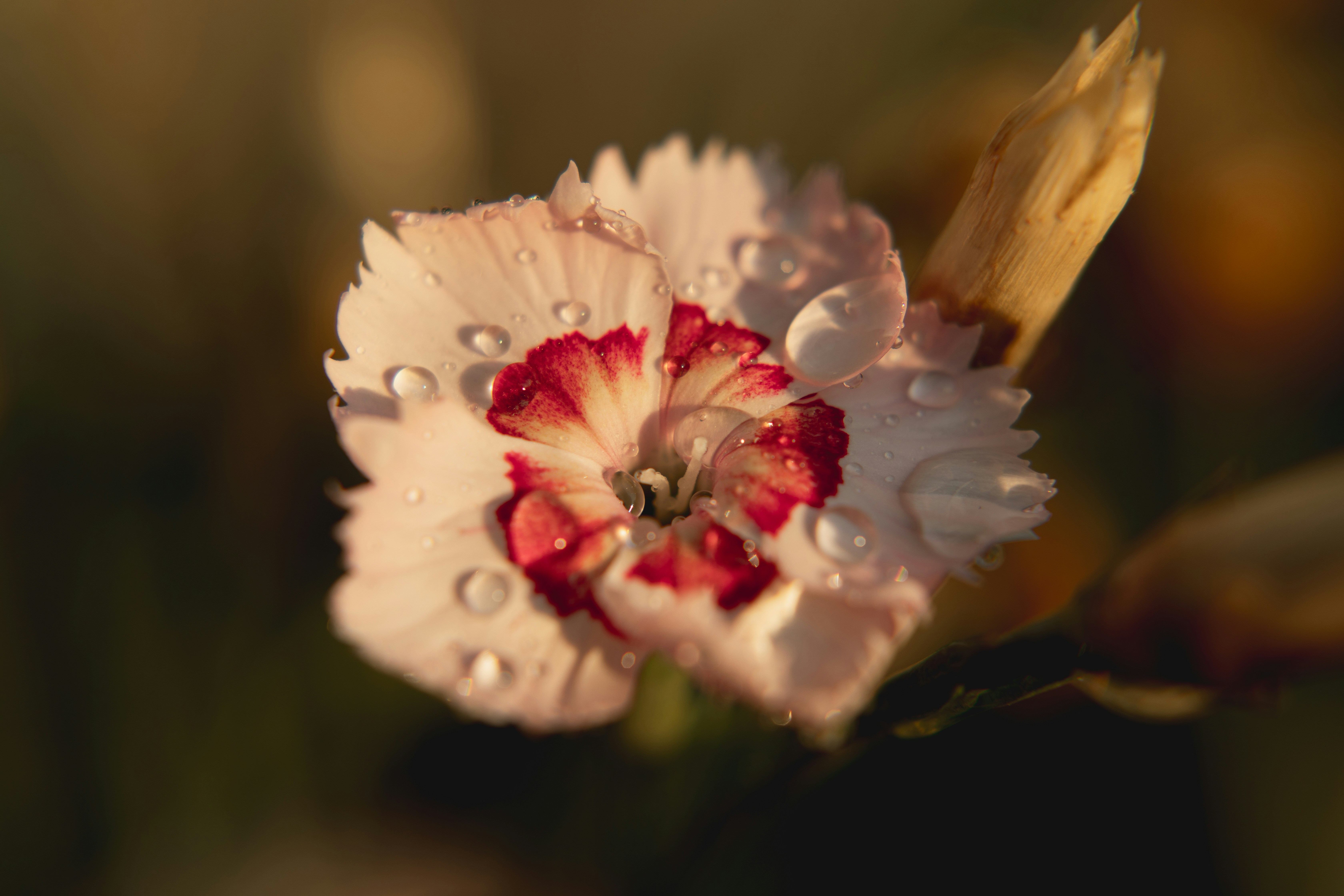 Close-up of a pink and red flower with water droplets.