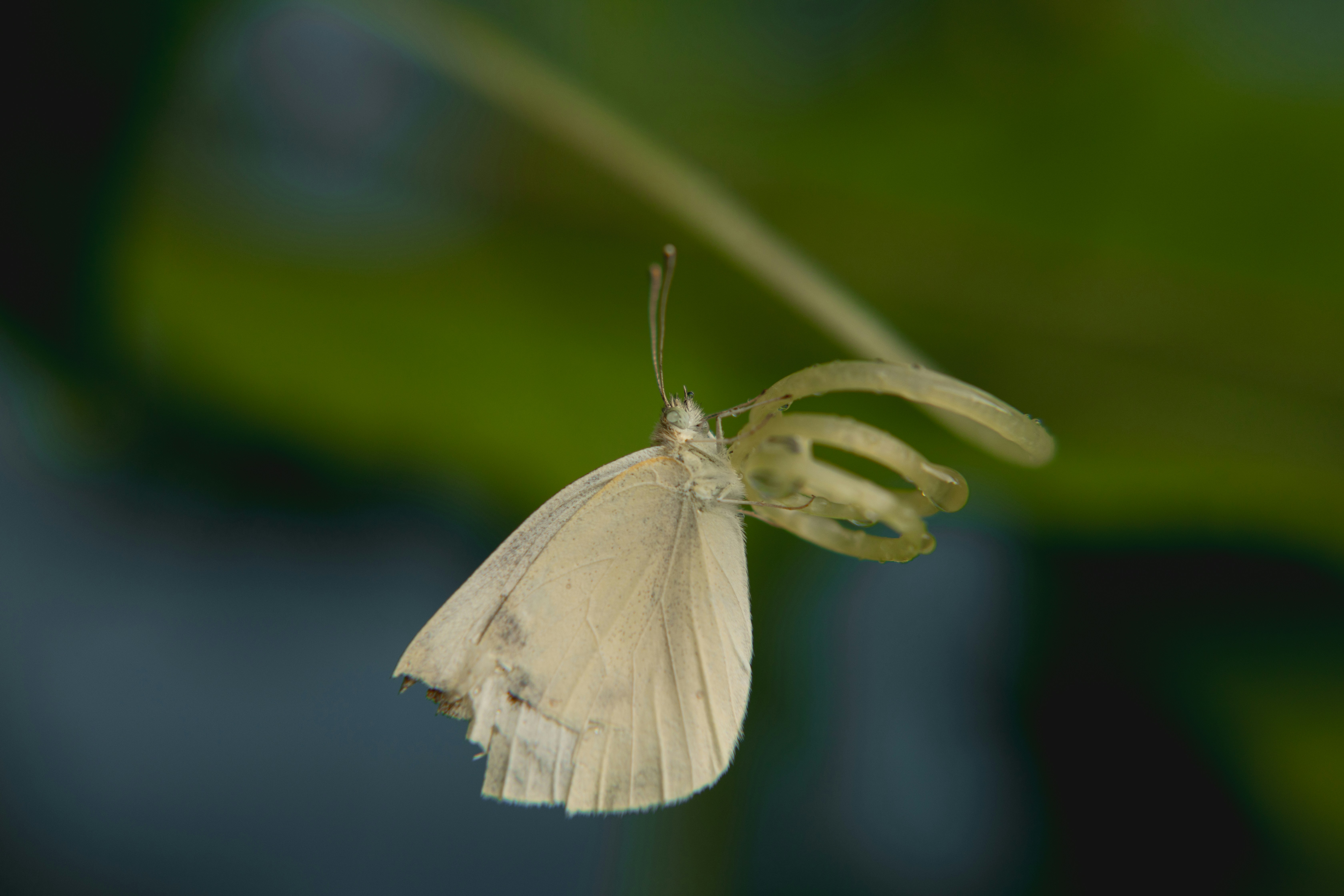 A delicate white butterfly rests on a green stem.