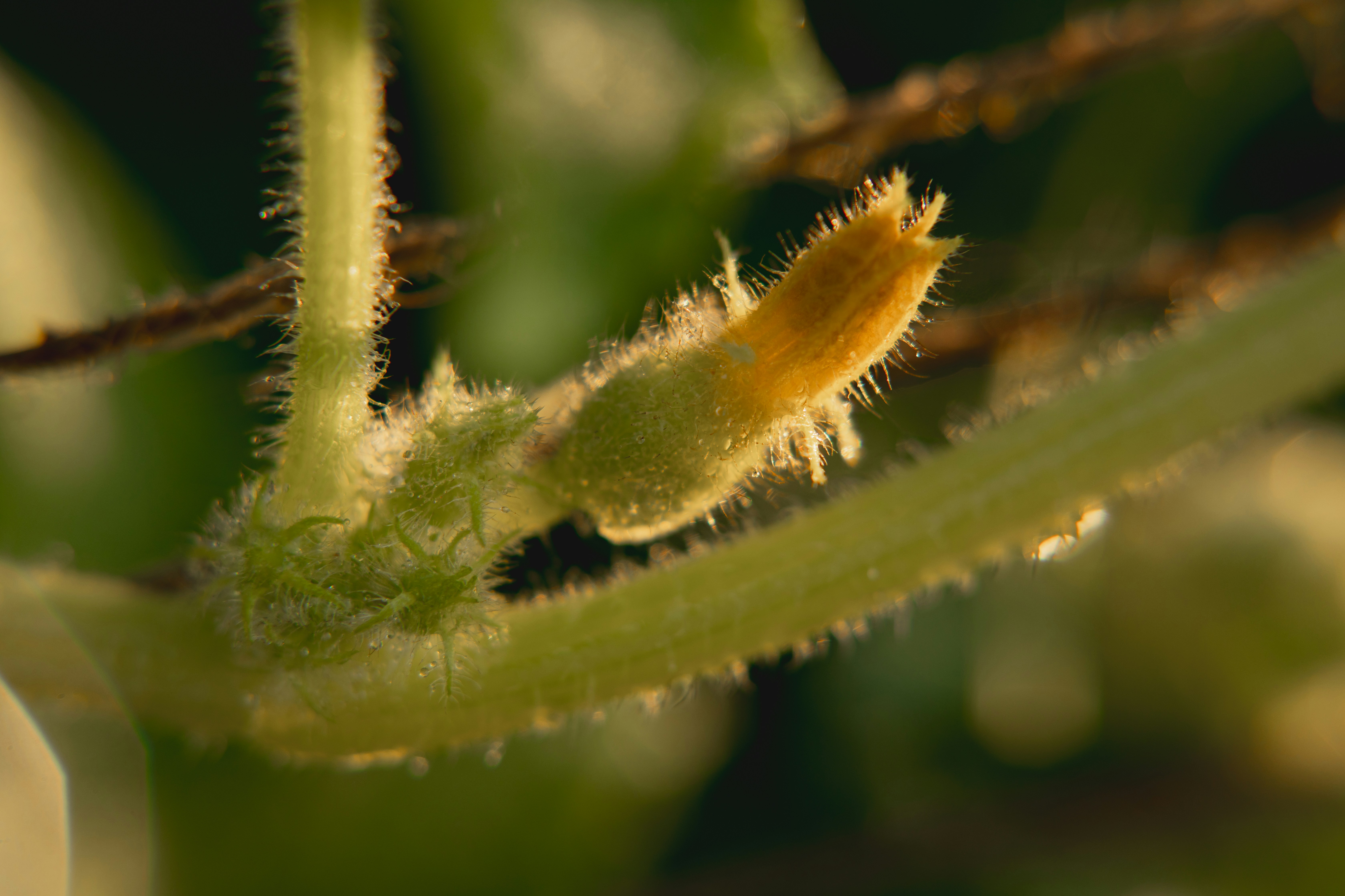 A small cucumber plant with a yellow flower bud.