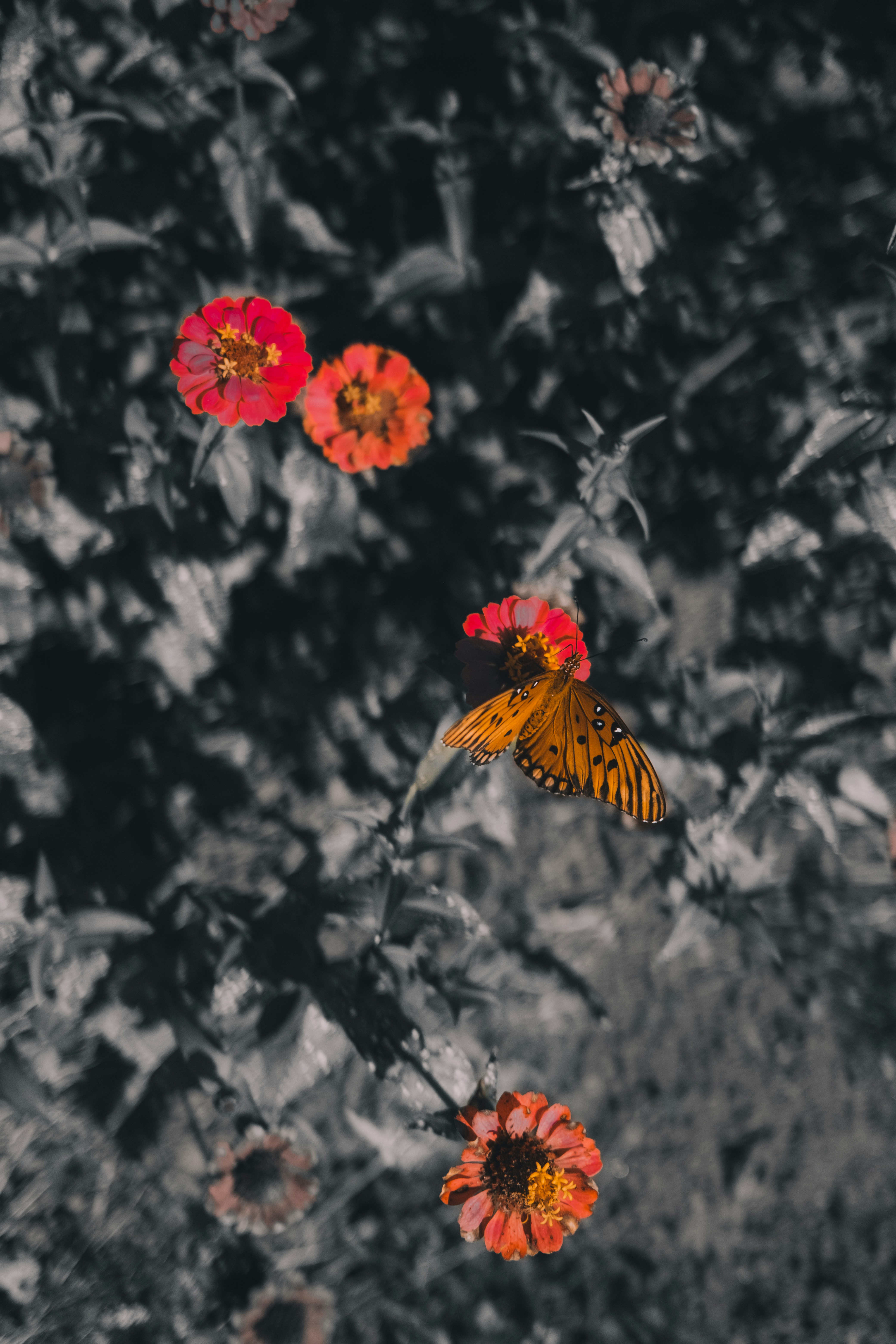 Orange butterfly rests on red flowers with dark background.