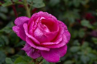 A vibrant pink rose covered in water droplets.