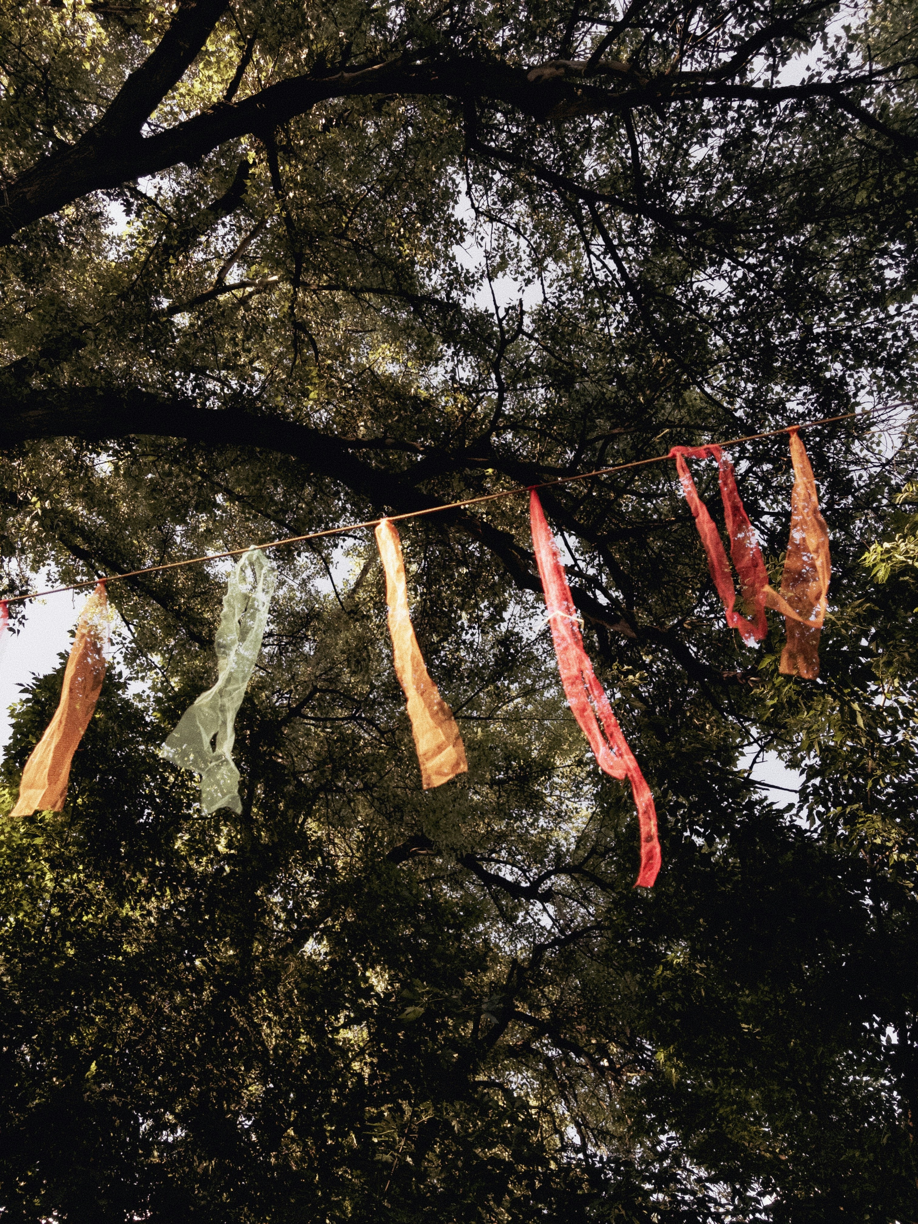 Colorful fabric streamers hang from a tree branch.