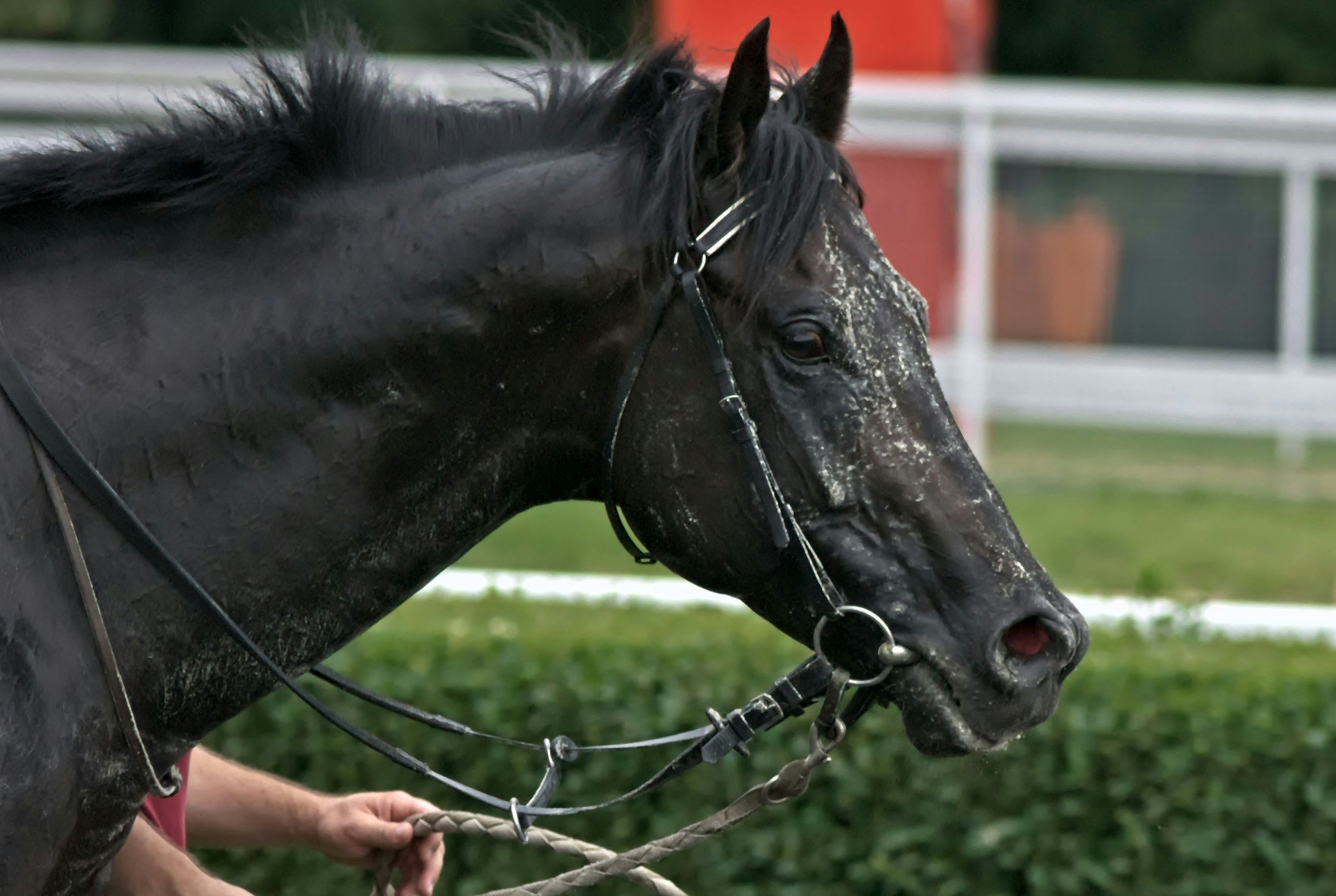 A dark horse with a bridle and muddy face.