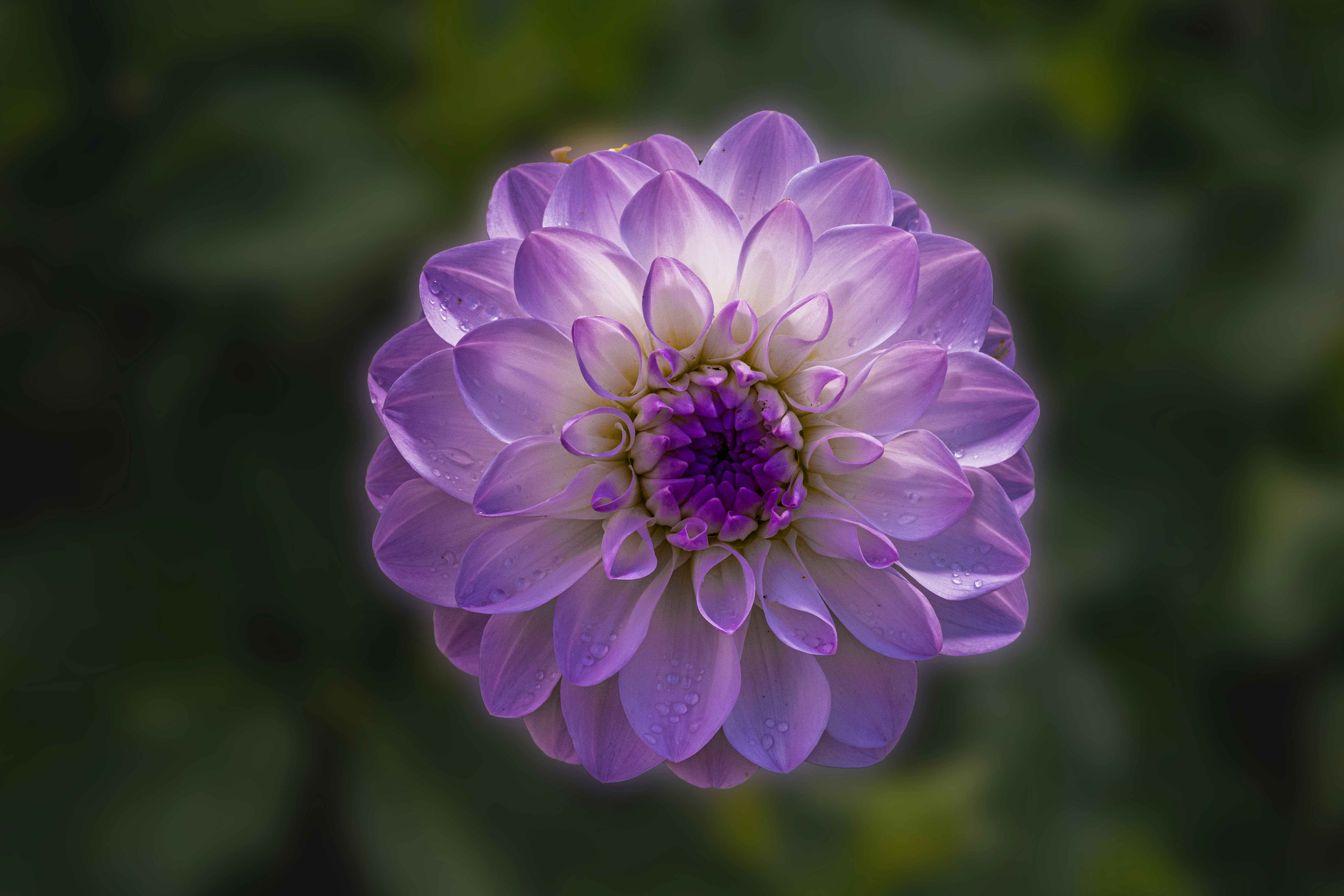 Photo by siegfriedpoepperl