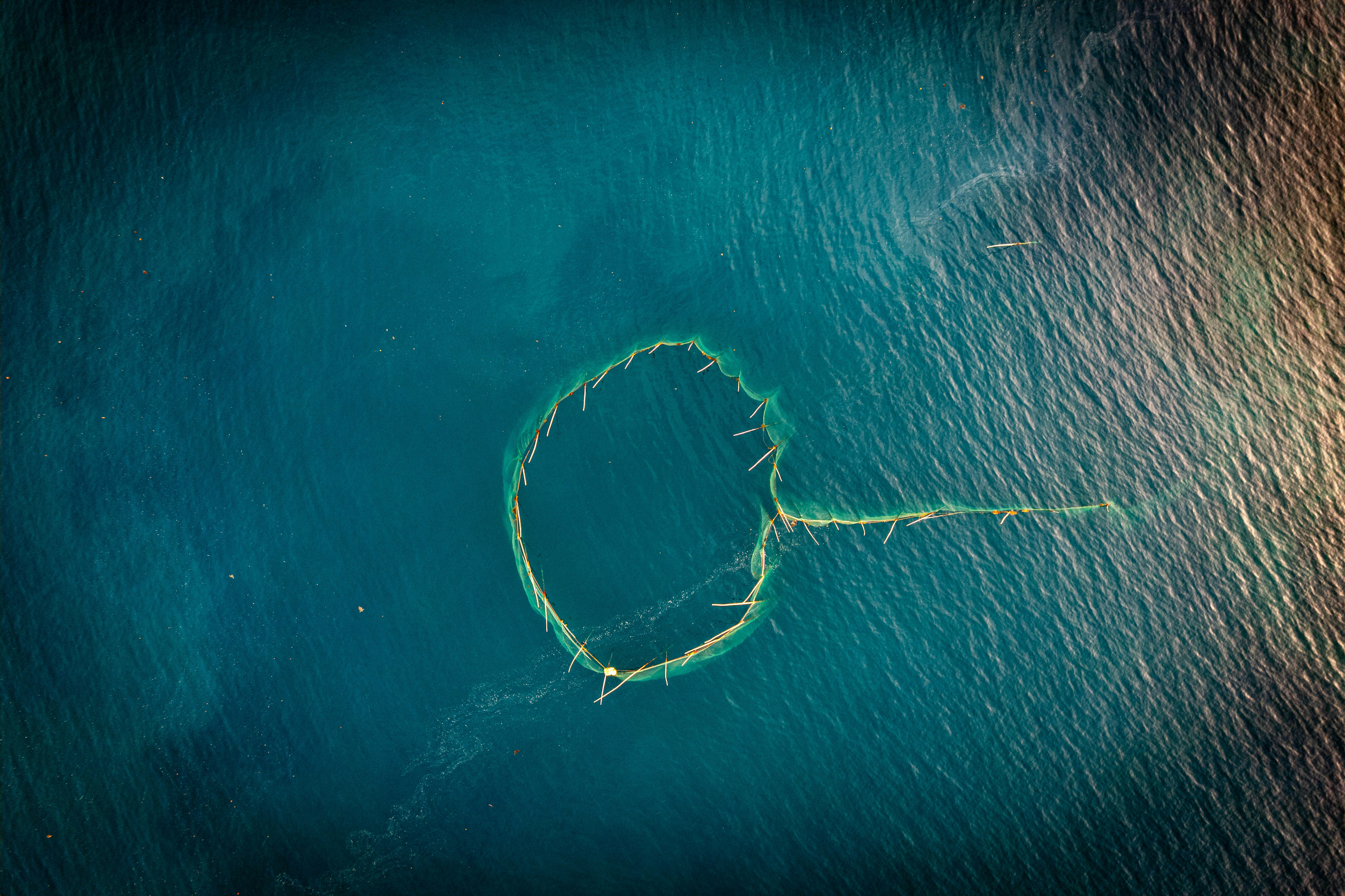 Kelp Biofuel Stalls: Market Fails Where Government Funding Ends