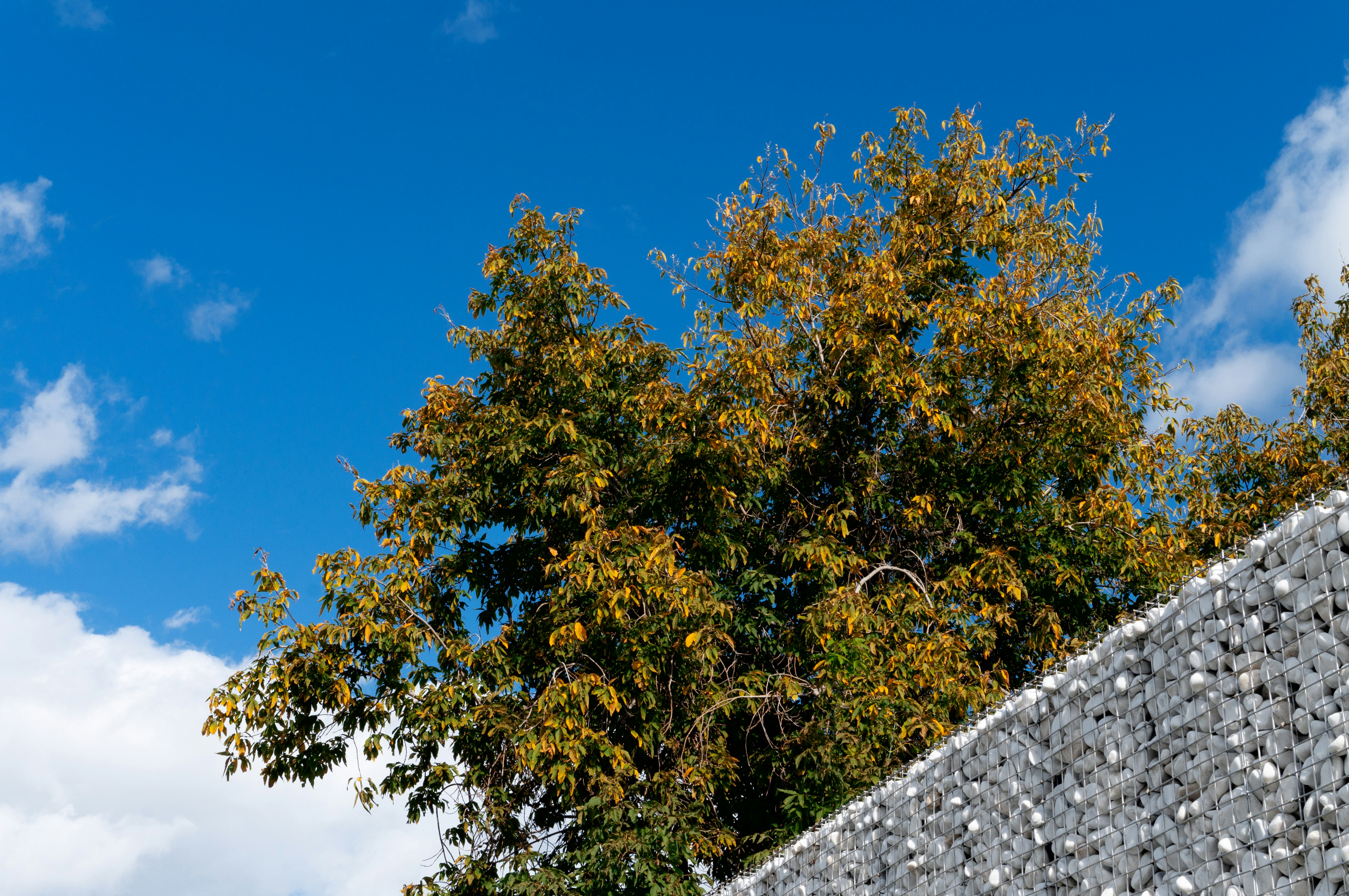 鮮やかな青空を背景にした秋の木々