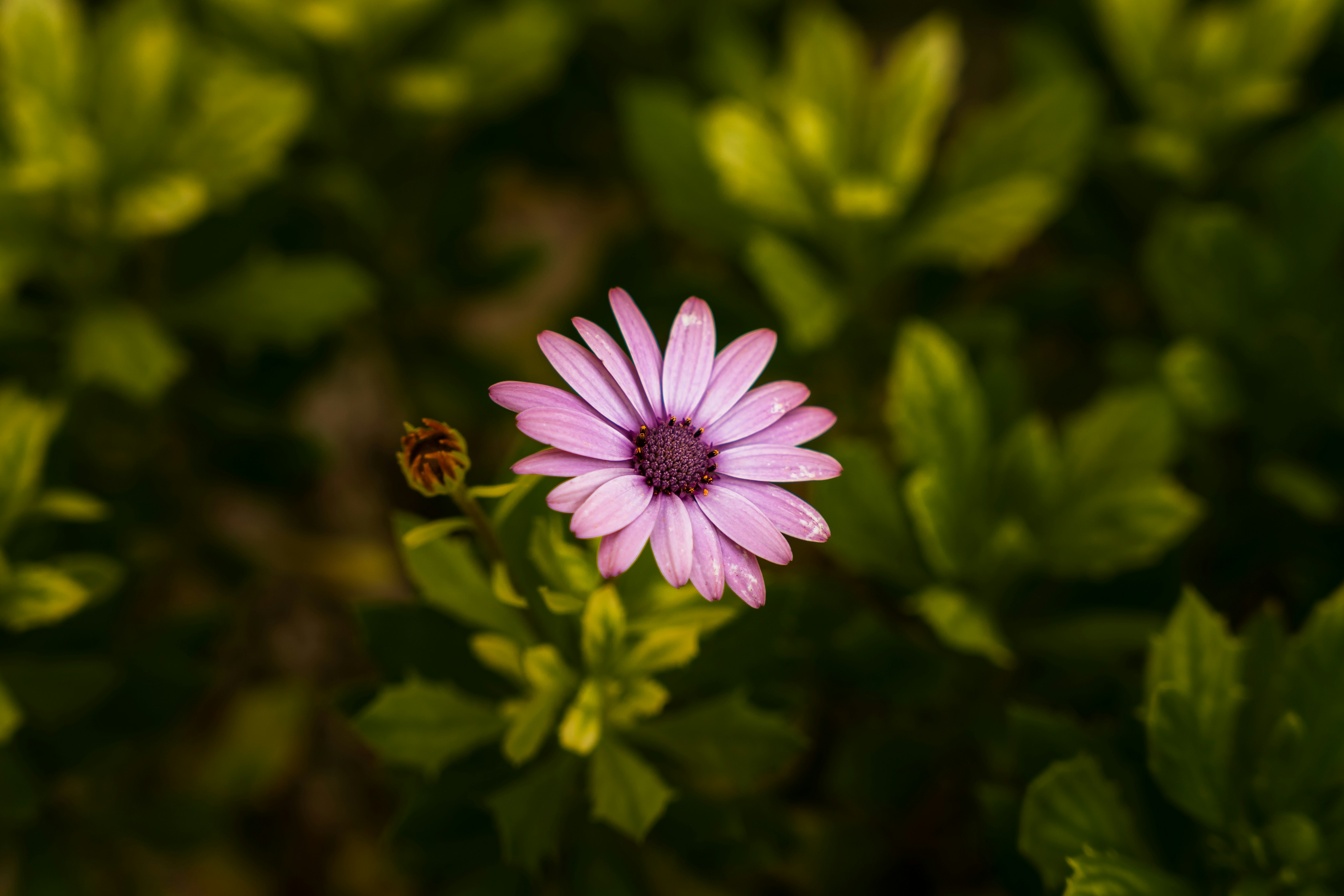 Photo by mauricesahl