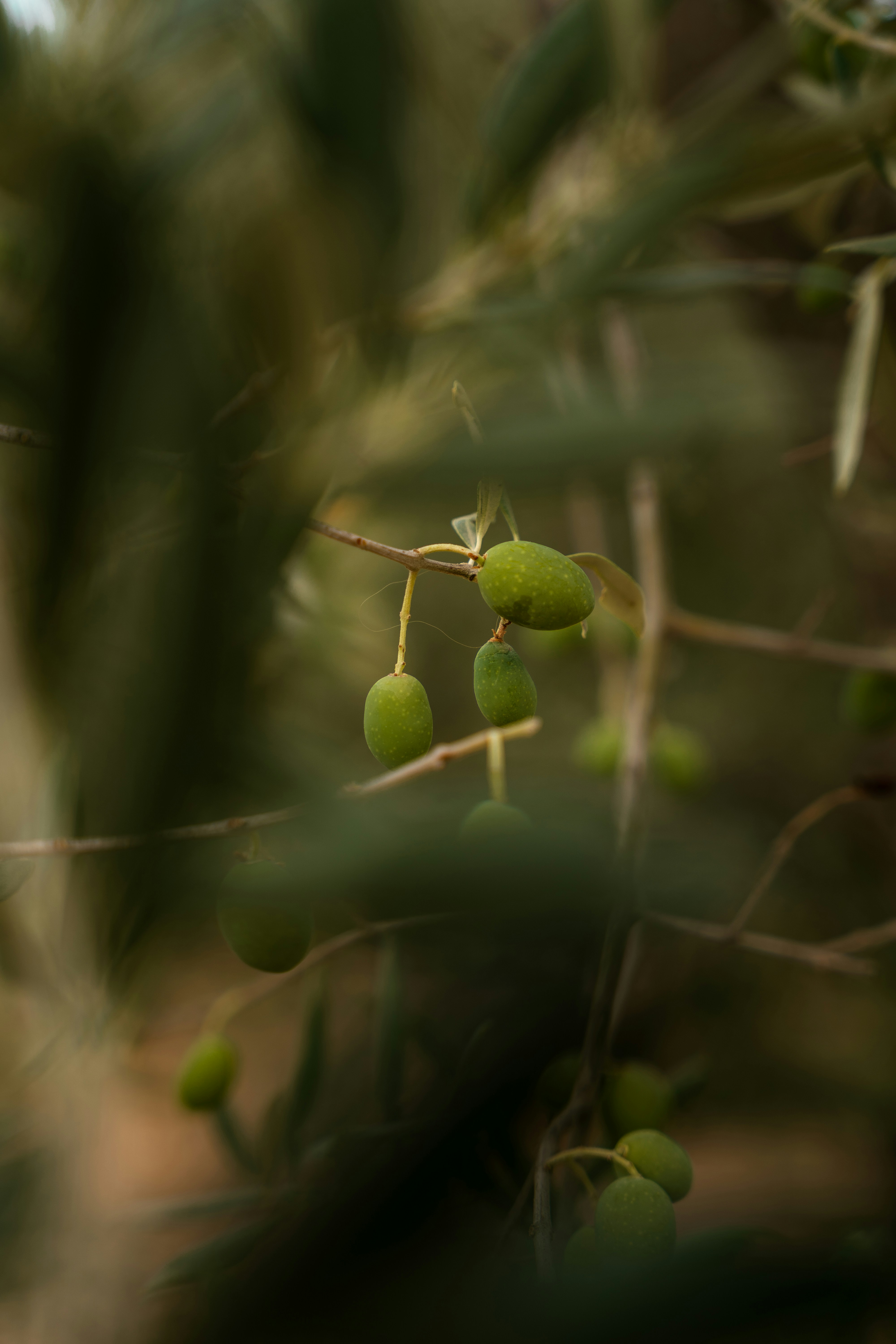 Photo by mauricesahl