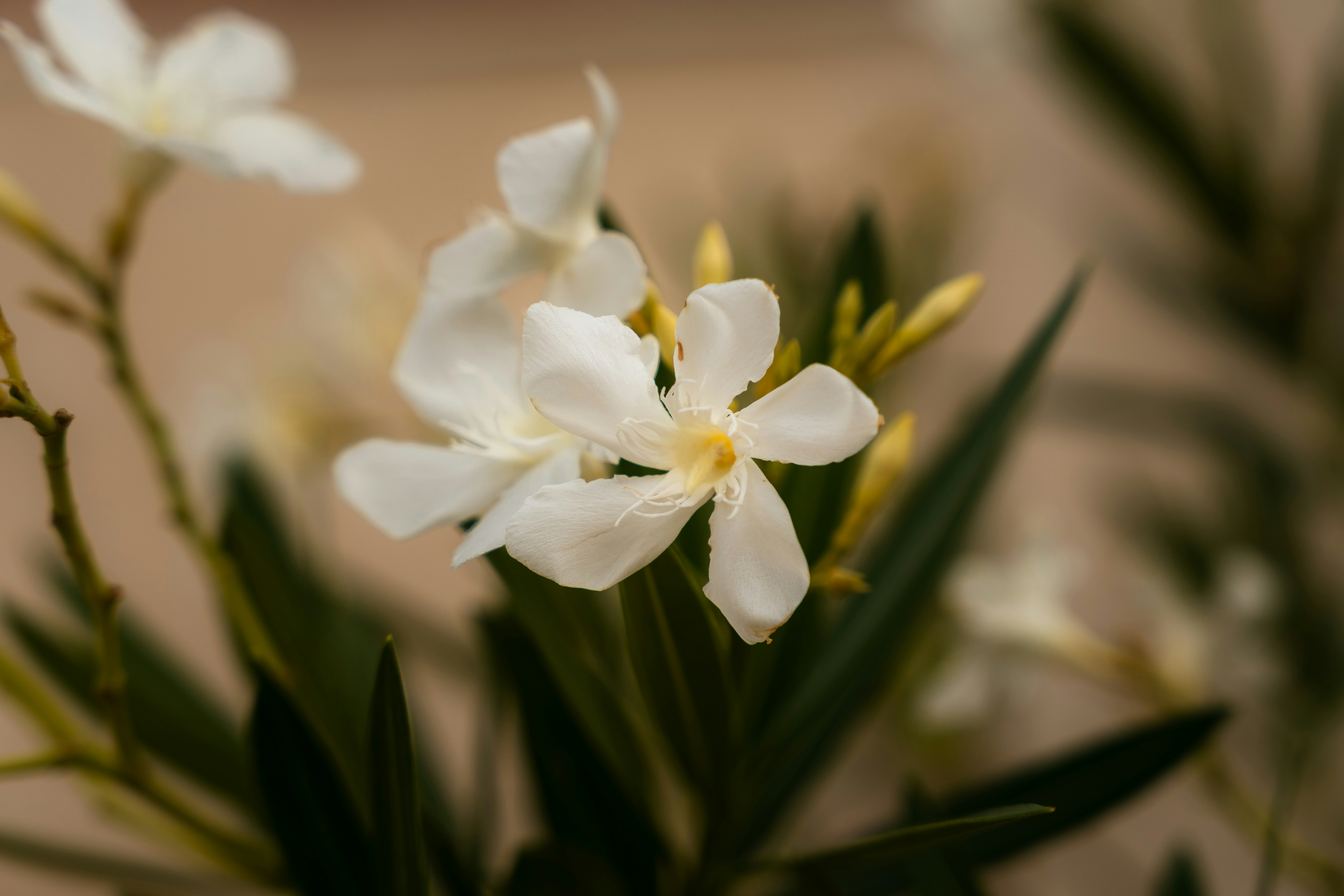 Photo by mauricesahl